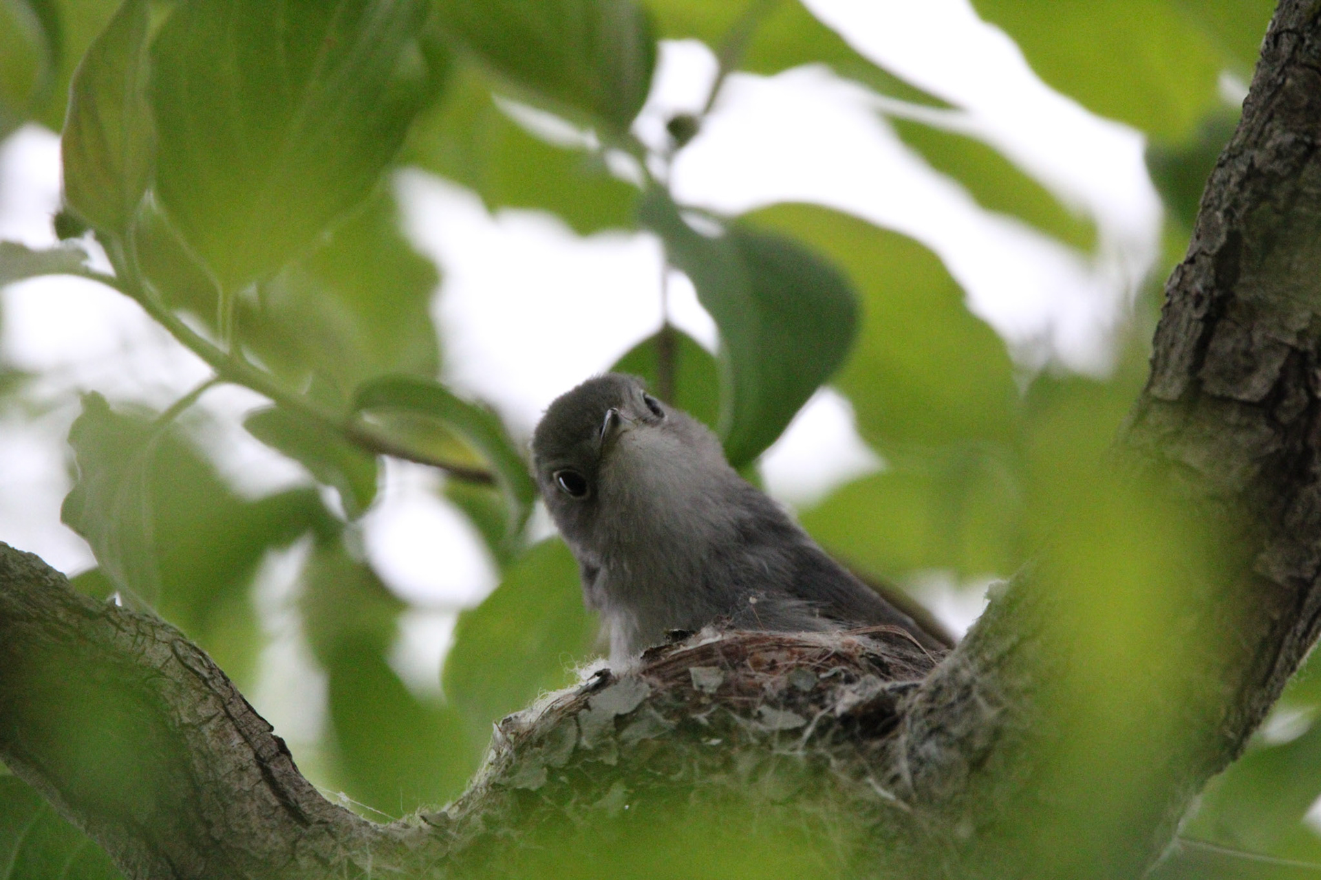 Blue-gray Gnatcatcher (F)
