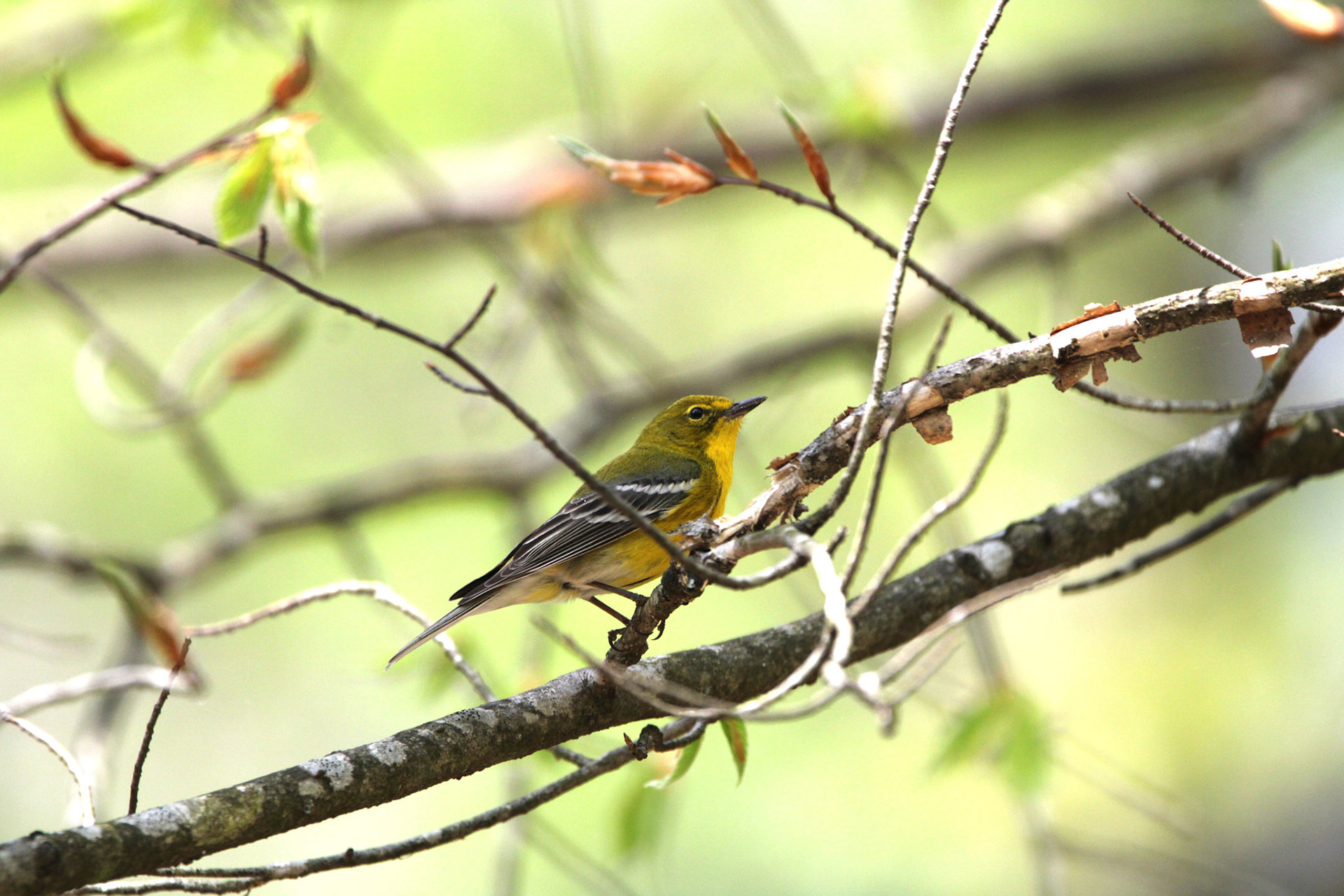 Pine Warbler