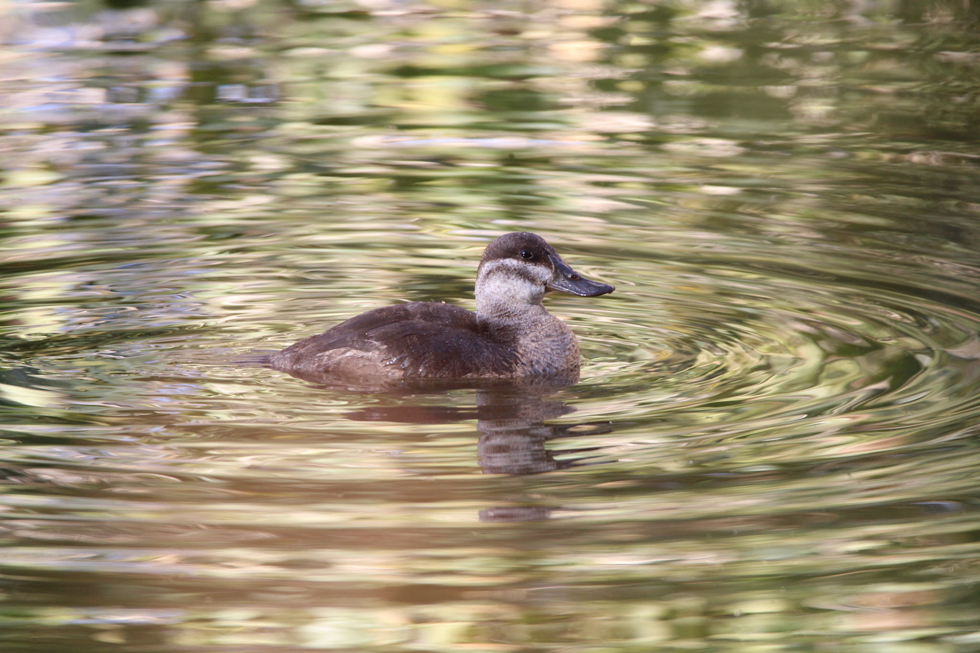 Ruddy Duck