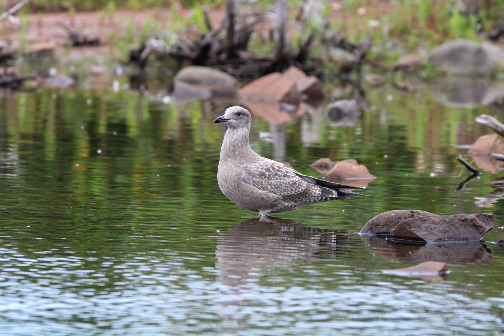 Herring Gull - Grand Marais