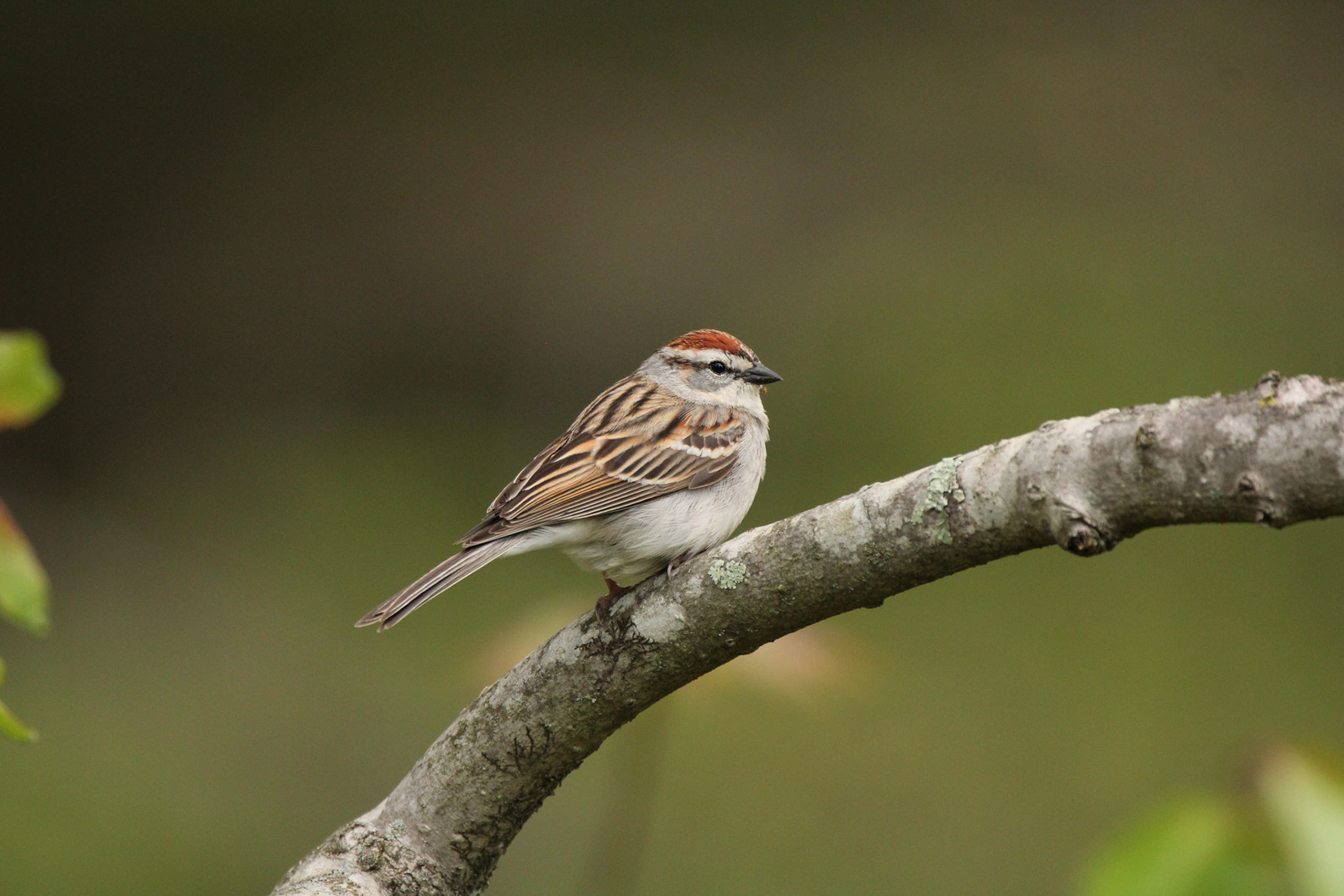 Chipping Sparrow