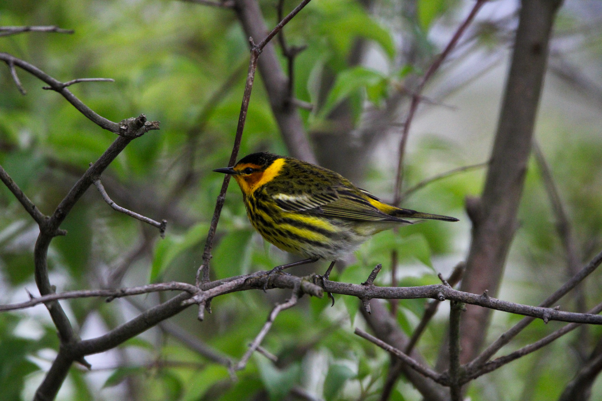 Cape May Warbler