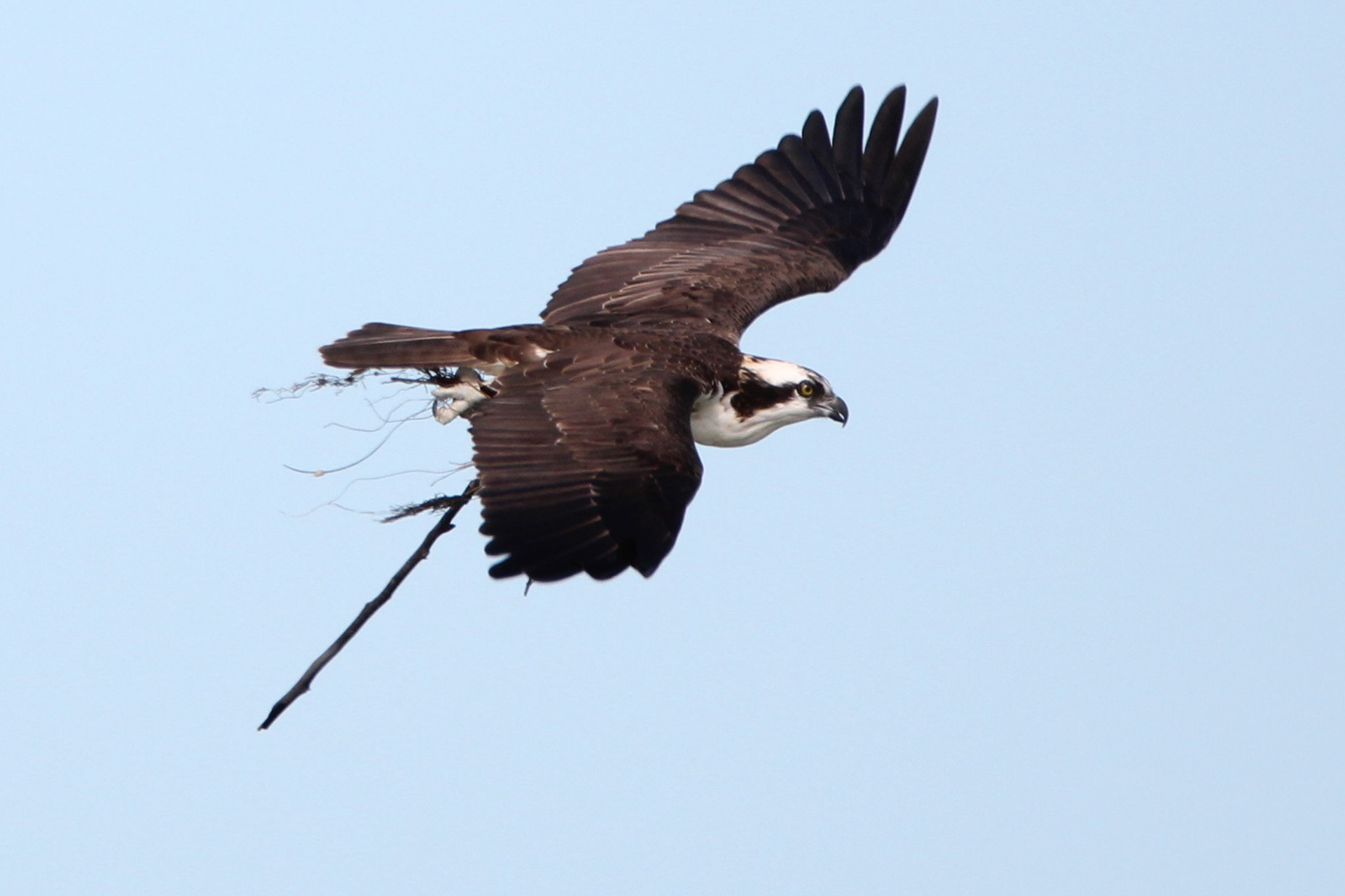 Osprey