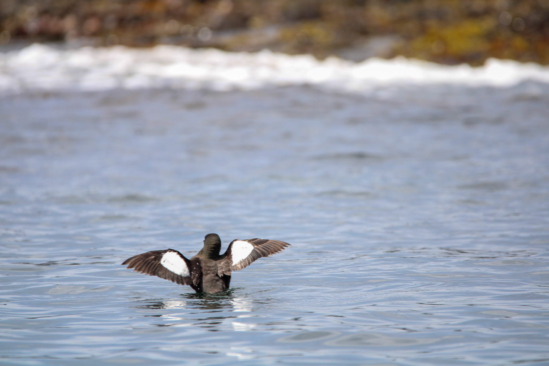 Black Guillemot