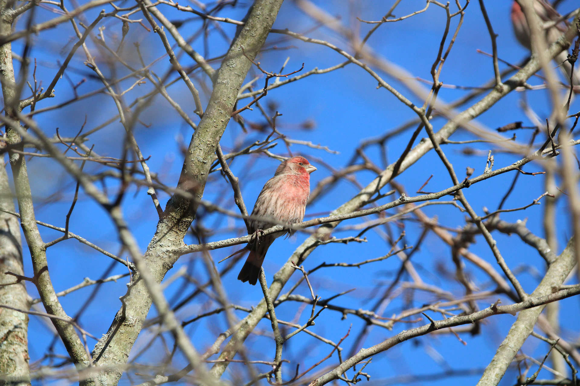 House Finch
