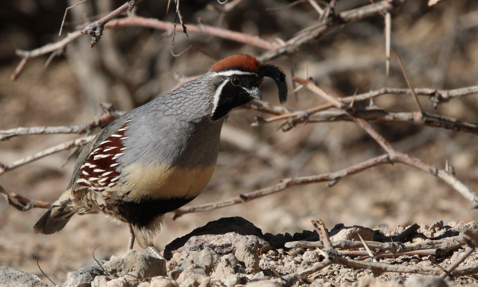 Gambel's Quail