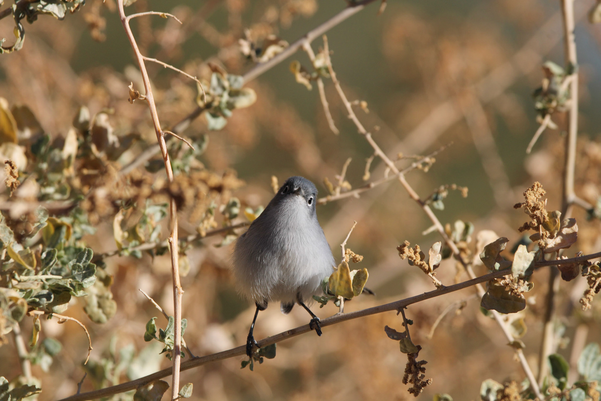 Black-tailed Gnatcatcher