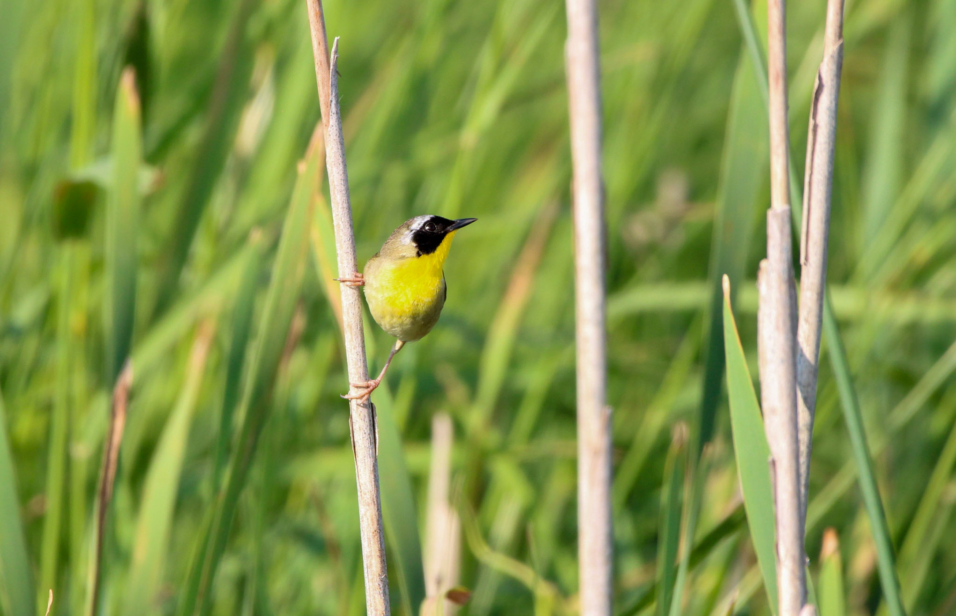 Common Yellowthroat