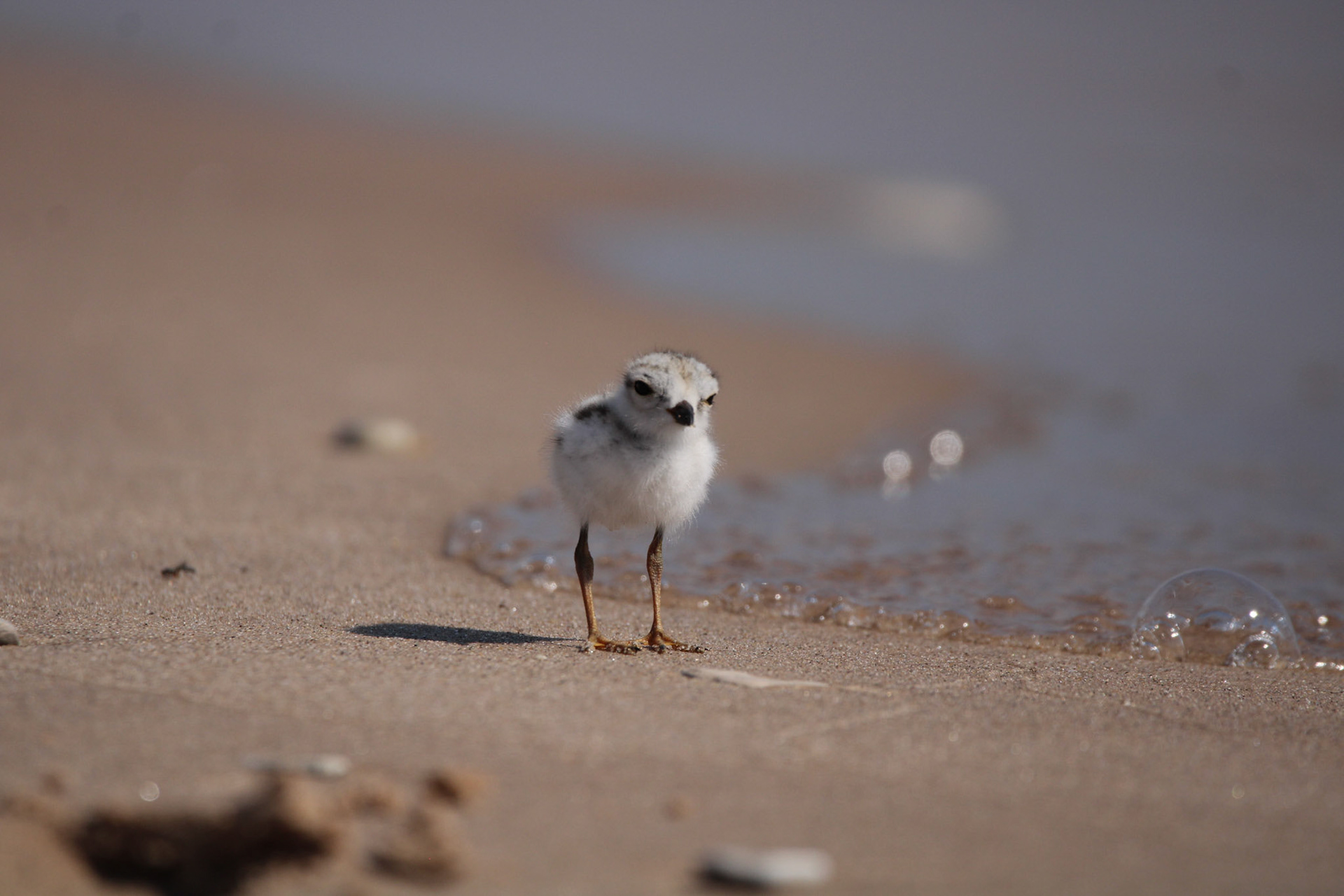 Piping Plover