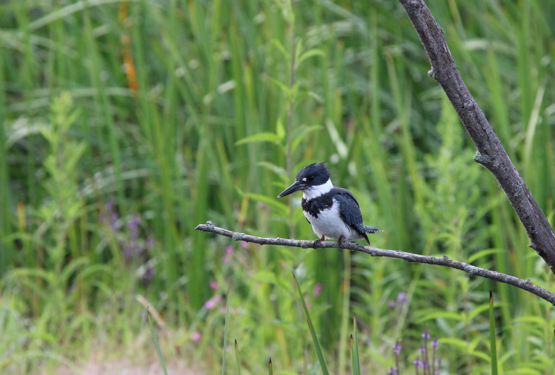 Belted Kingfisher