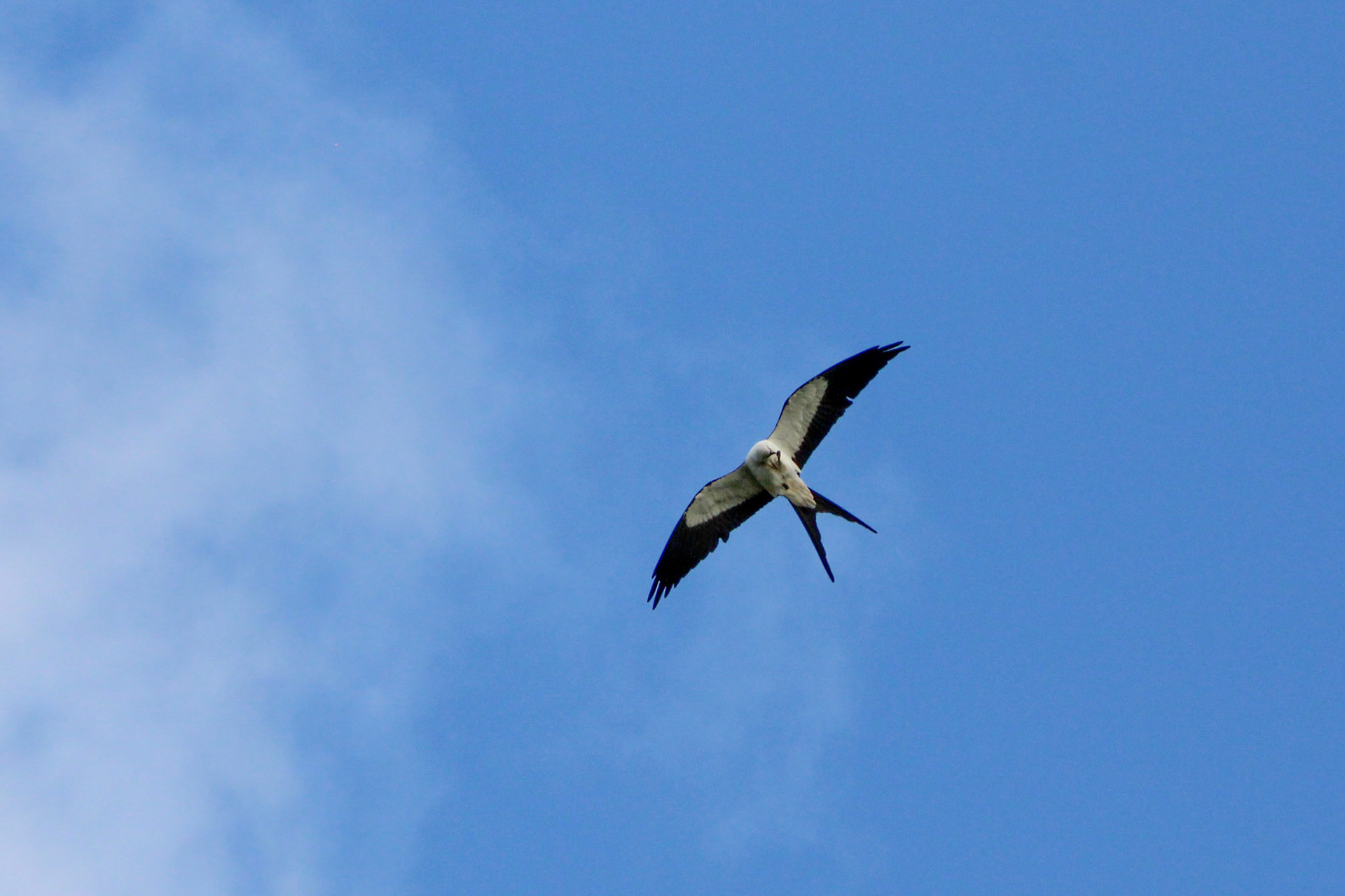 Itchy Swallow-tailed Kite -  Anhinga Trail