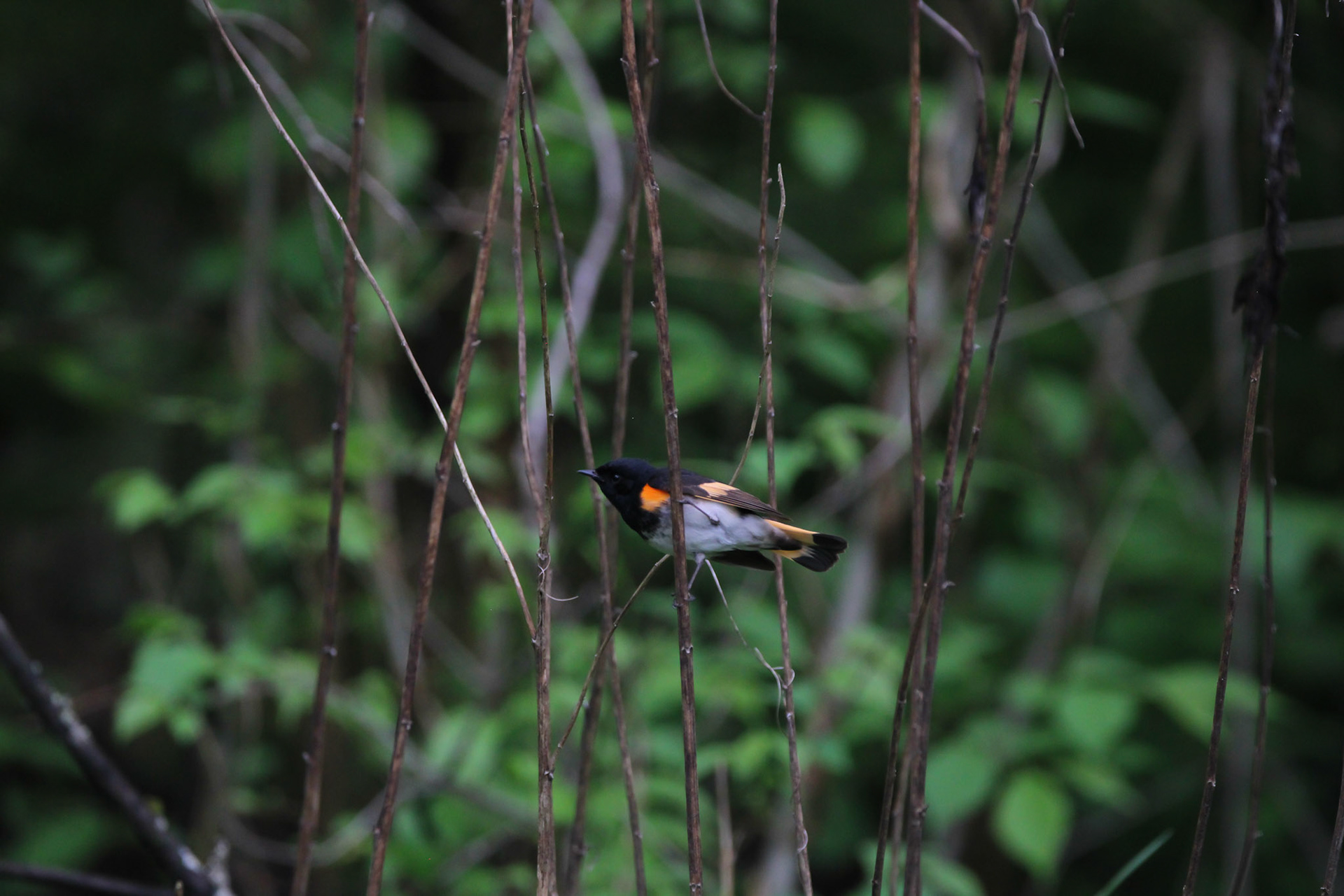 American Redstart