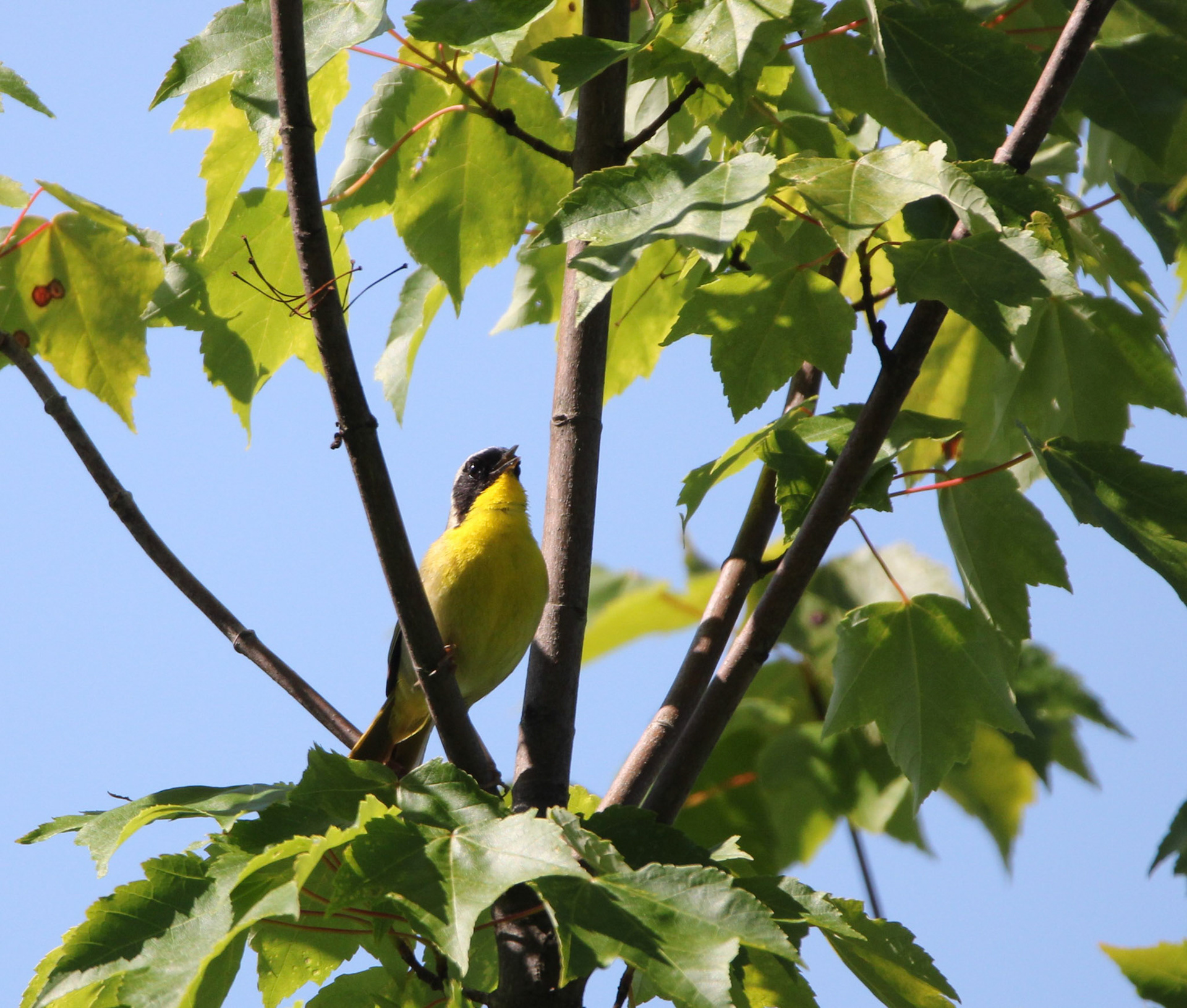 Common Yellowthroat