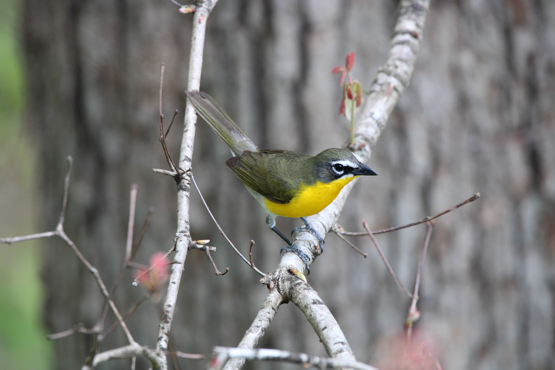 Yellow-breasted Chat