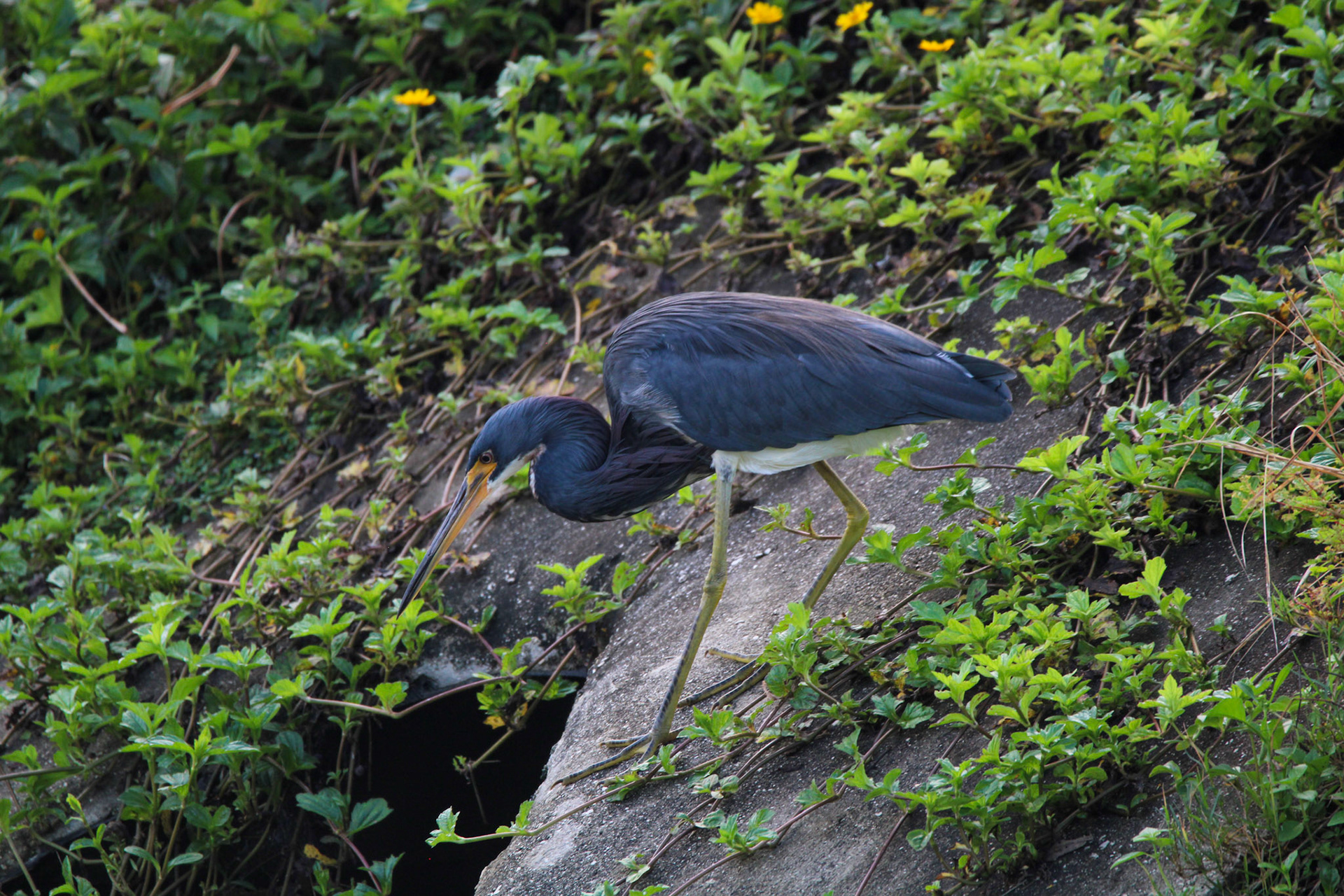 Tri-colored Heron