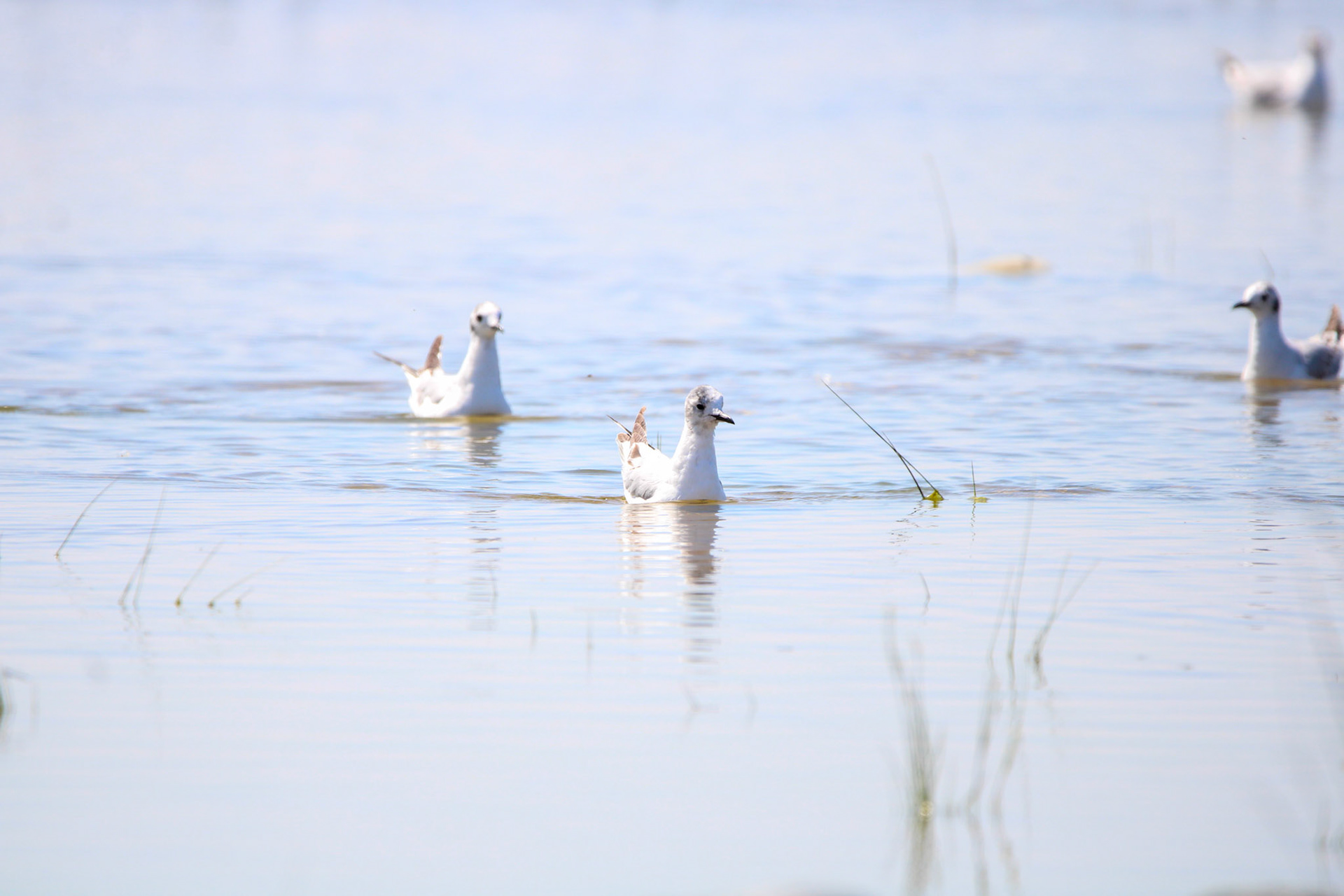Boneparte's Gull