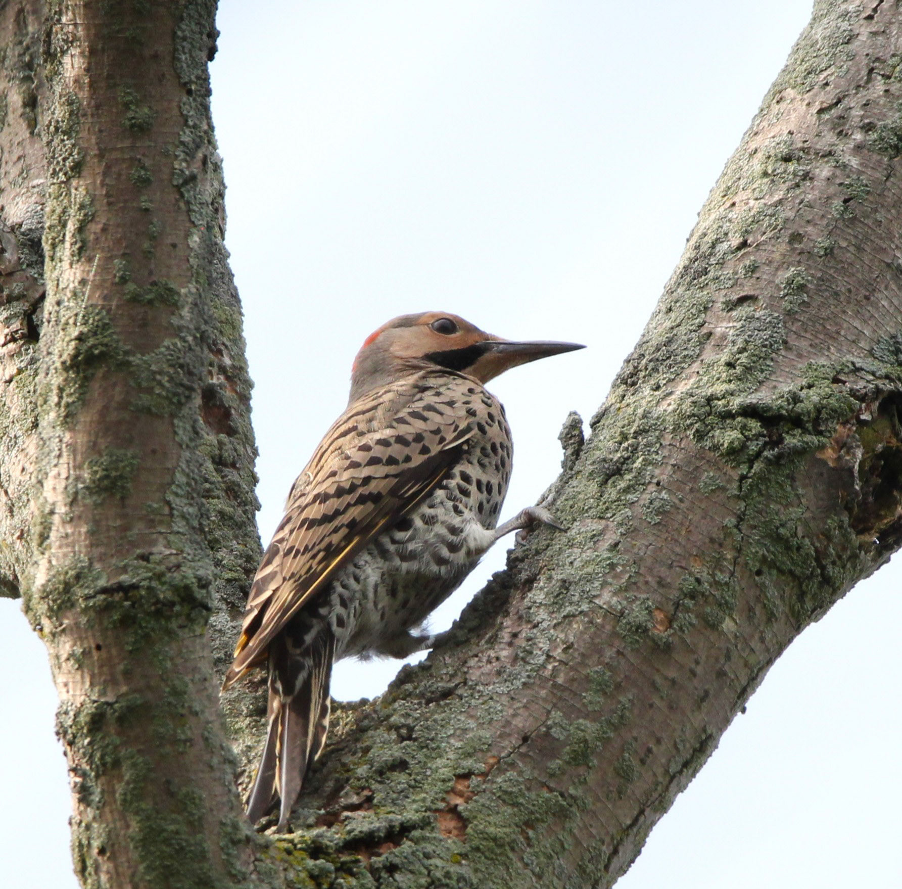 Northern Flicker