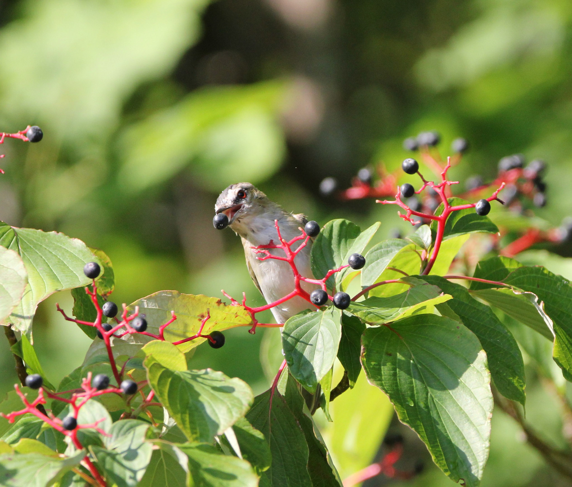 Red-eyed Vireo
