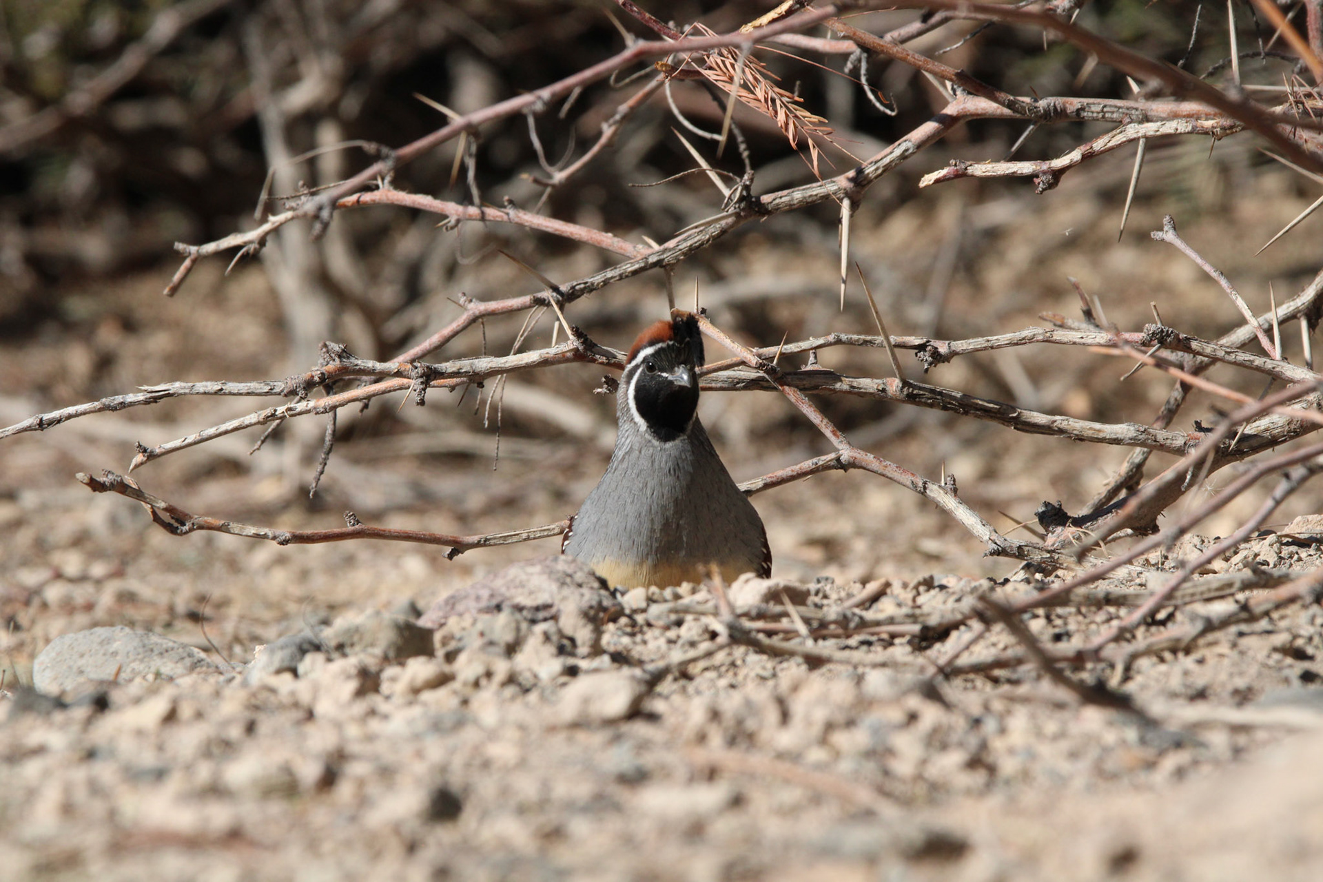 Gambel's Quail