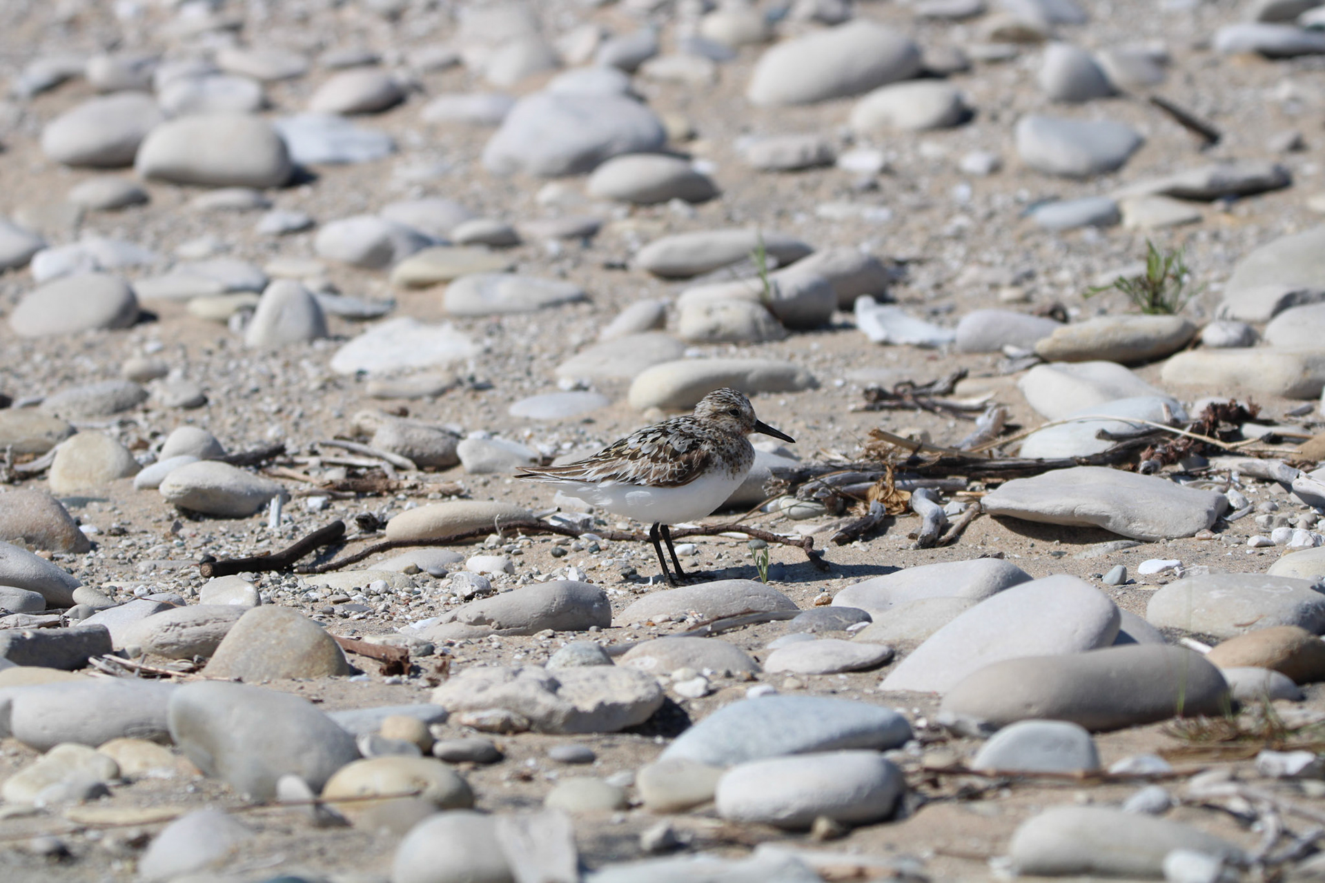 Sanderling
