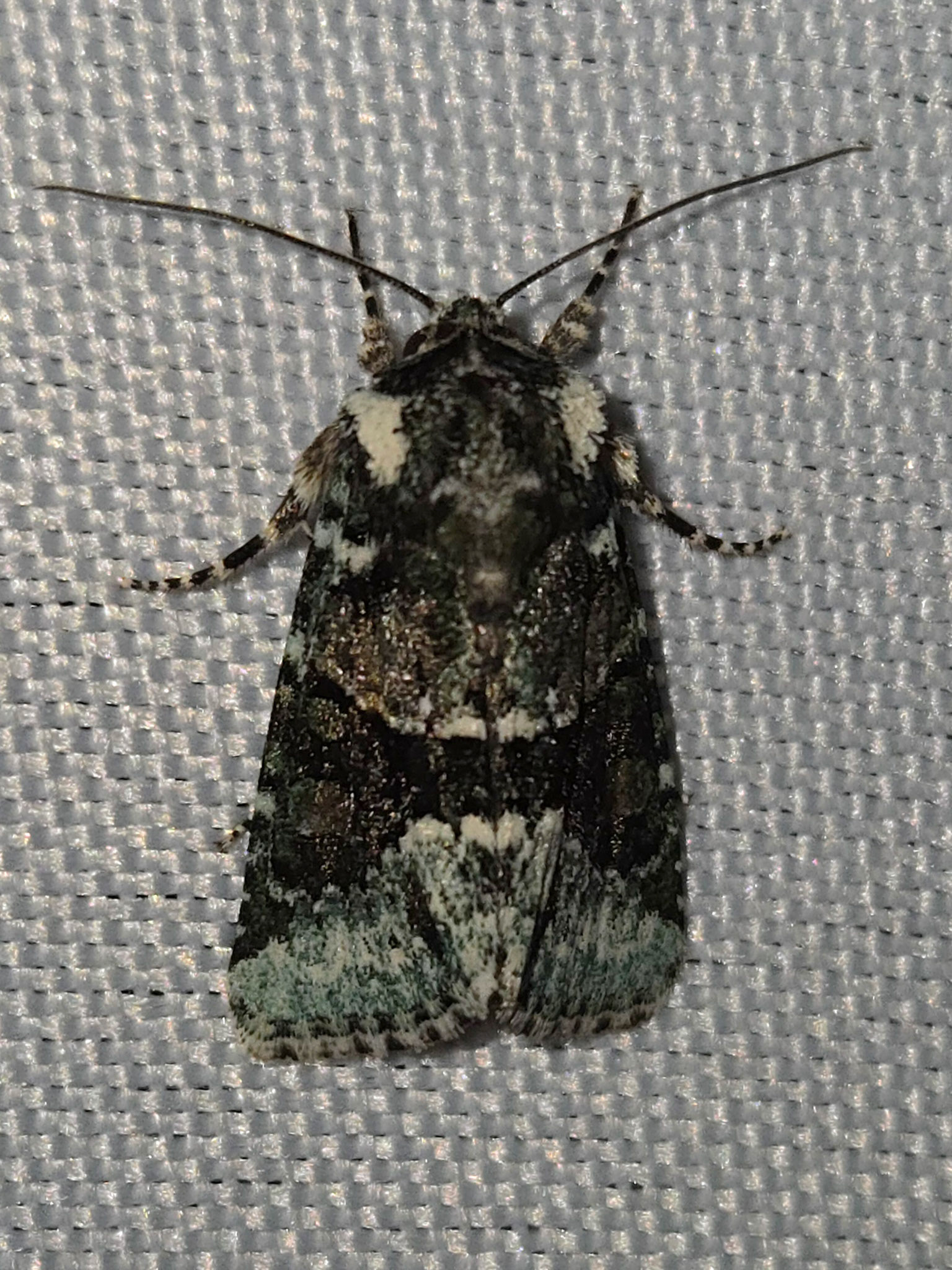 Implicit Arches Moth?