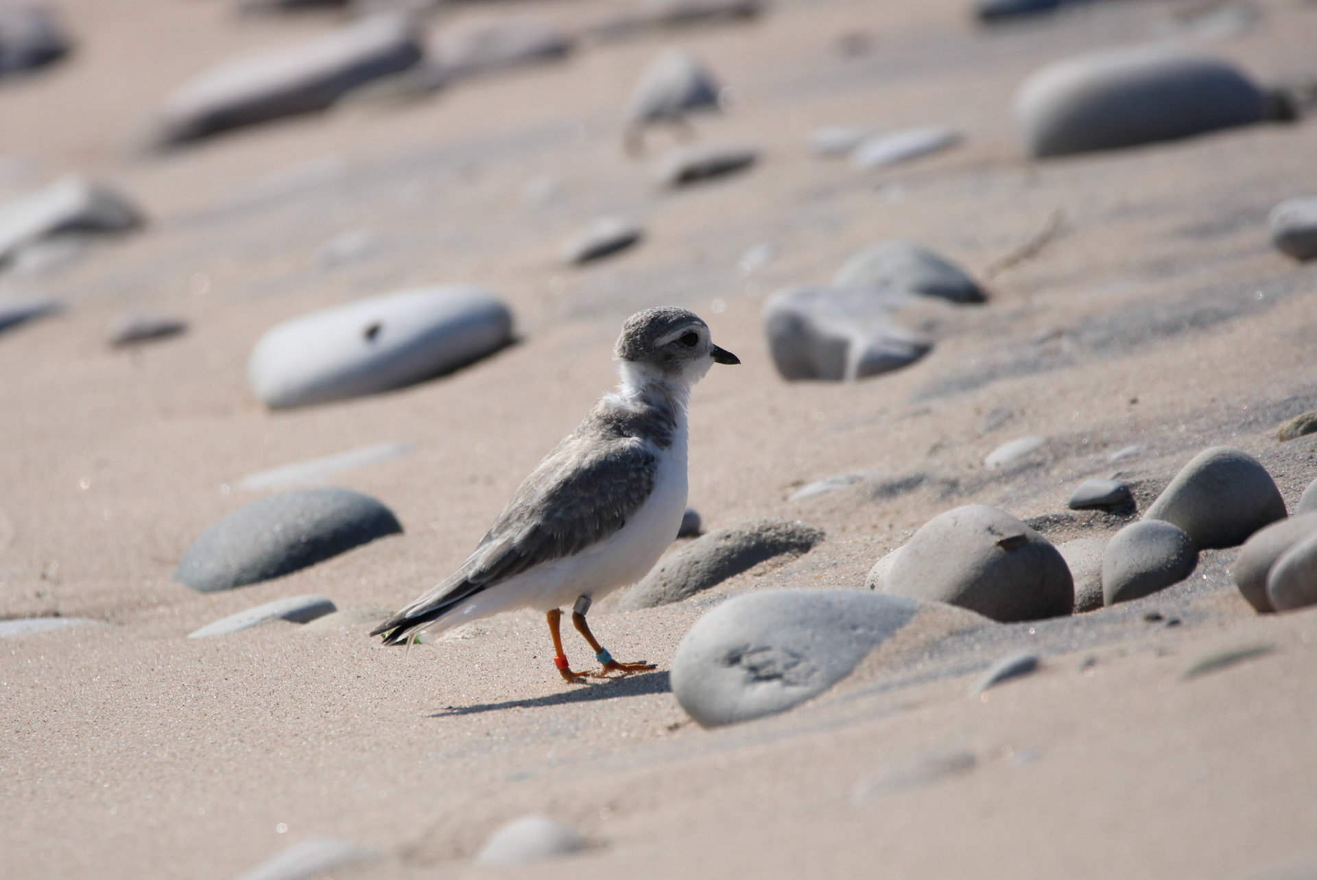 Piping Plover