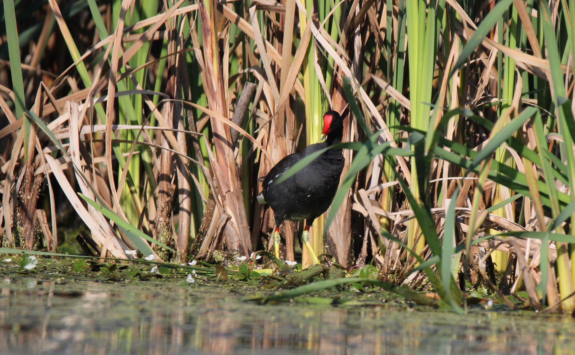 Common Gallinule