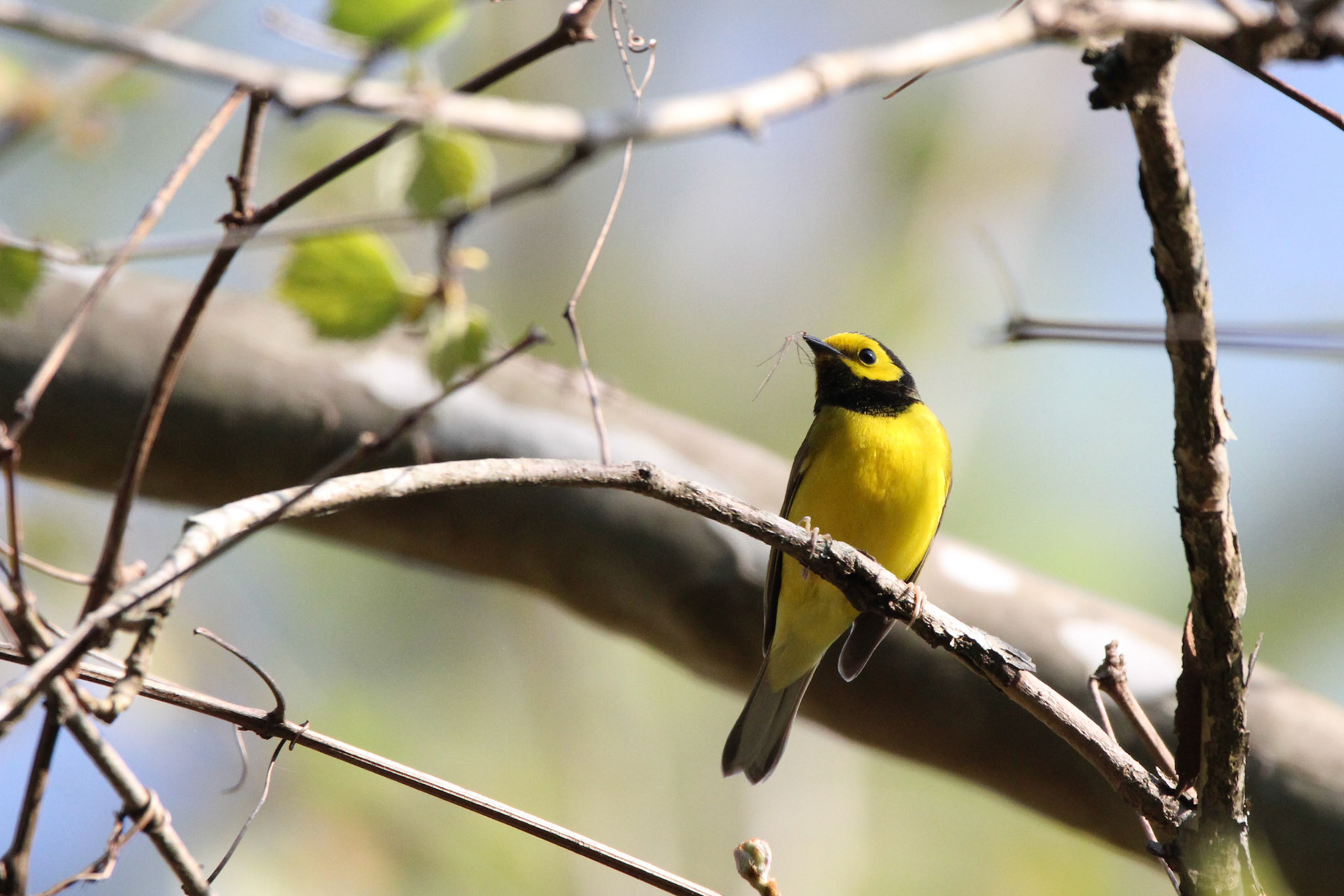 Hooded Warbler