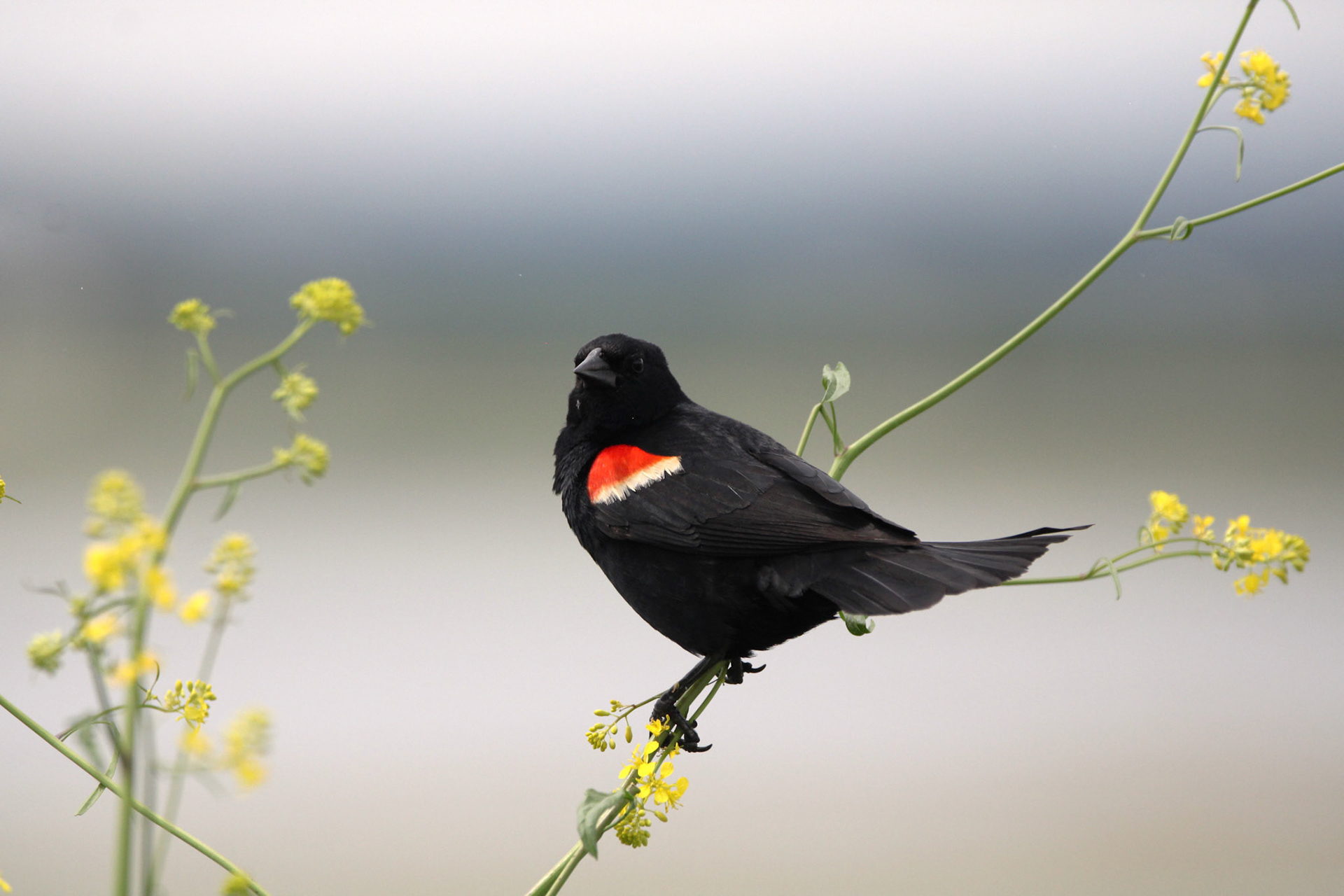 Red-winged Blackbird
