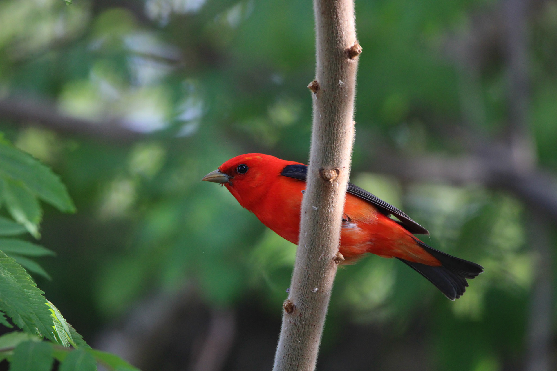 Scarlet Tanager