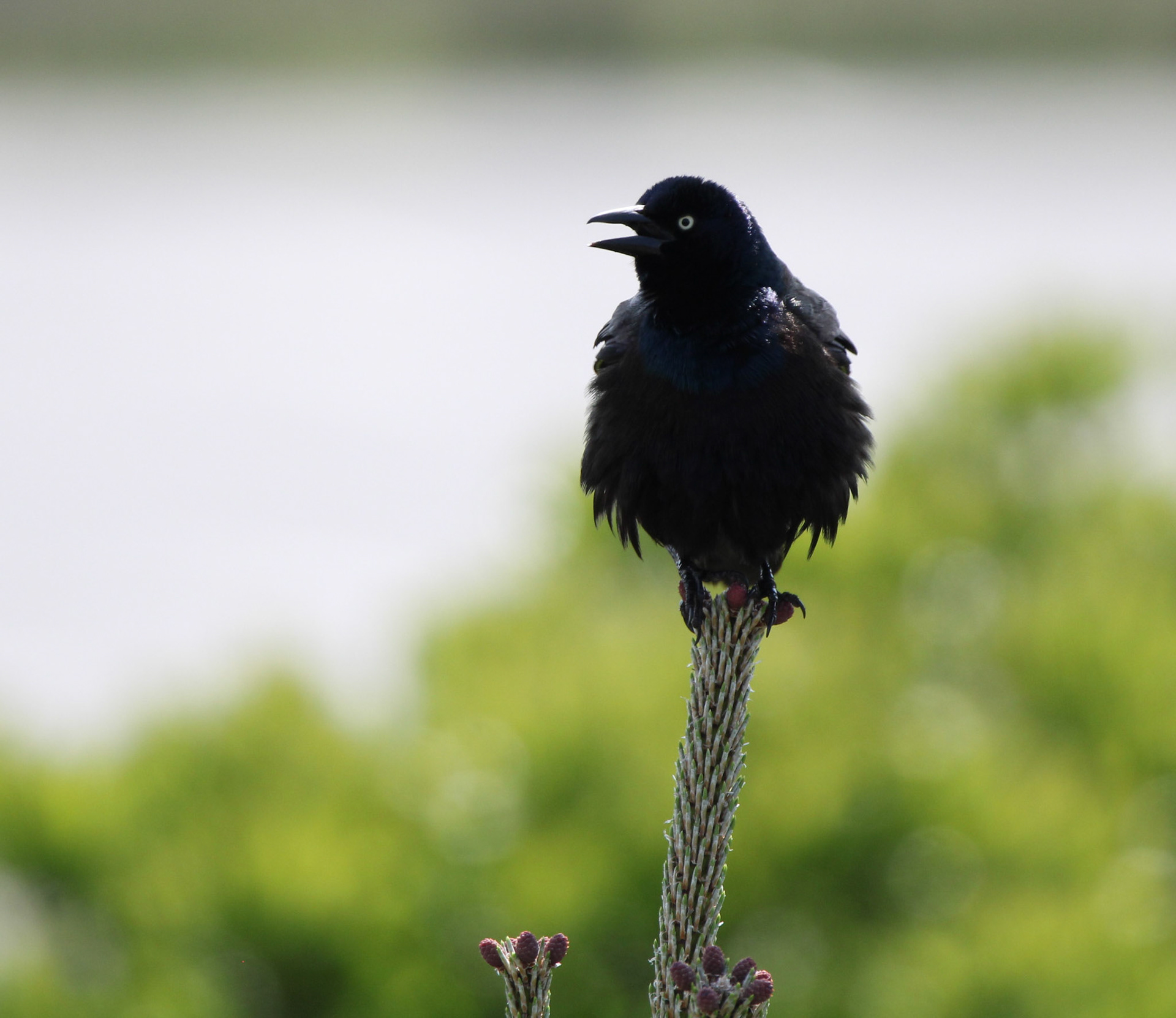 Common Grackle