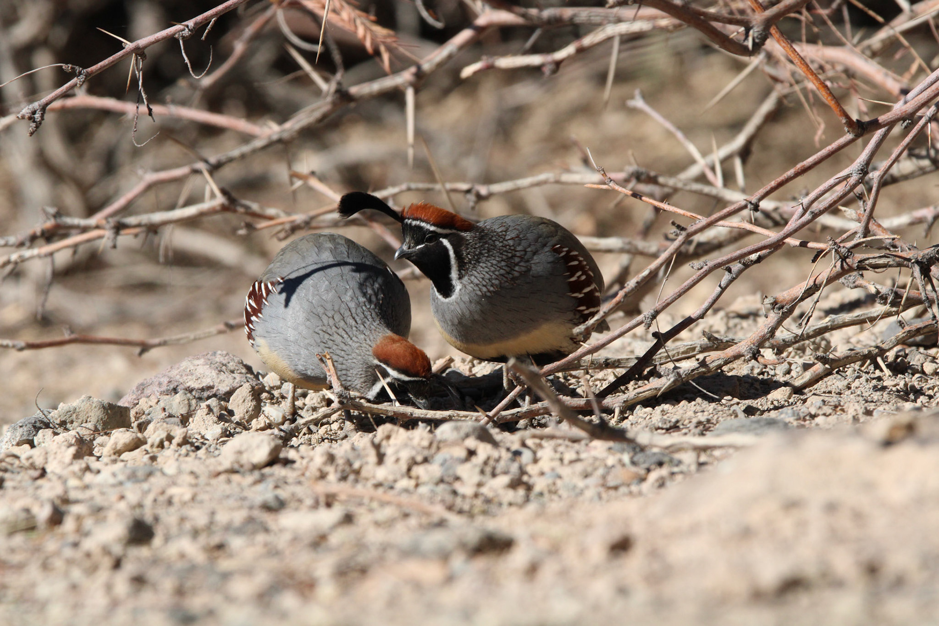 Gambel's Quail