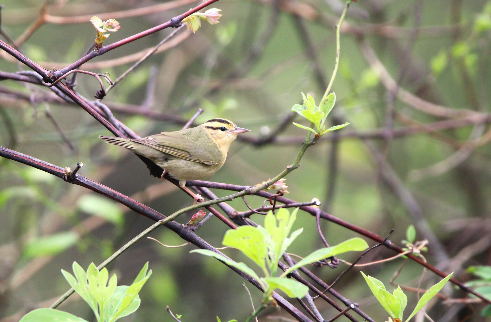 Worm-eating Warbler