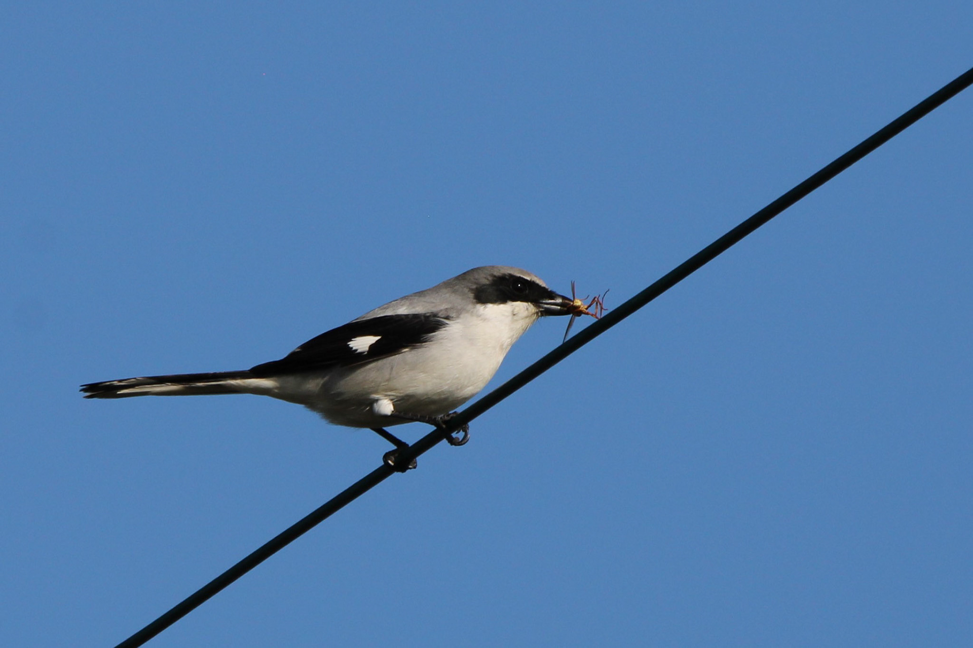 Loggerhead Shrike