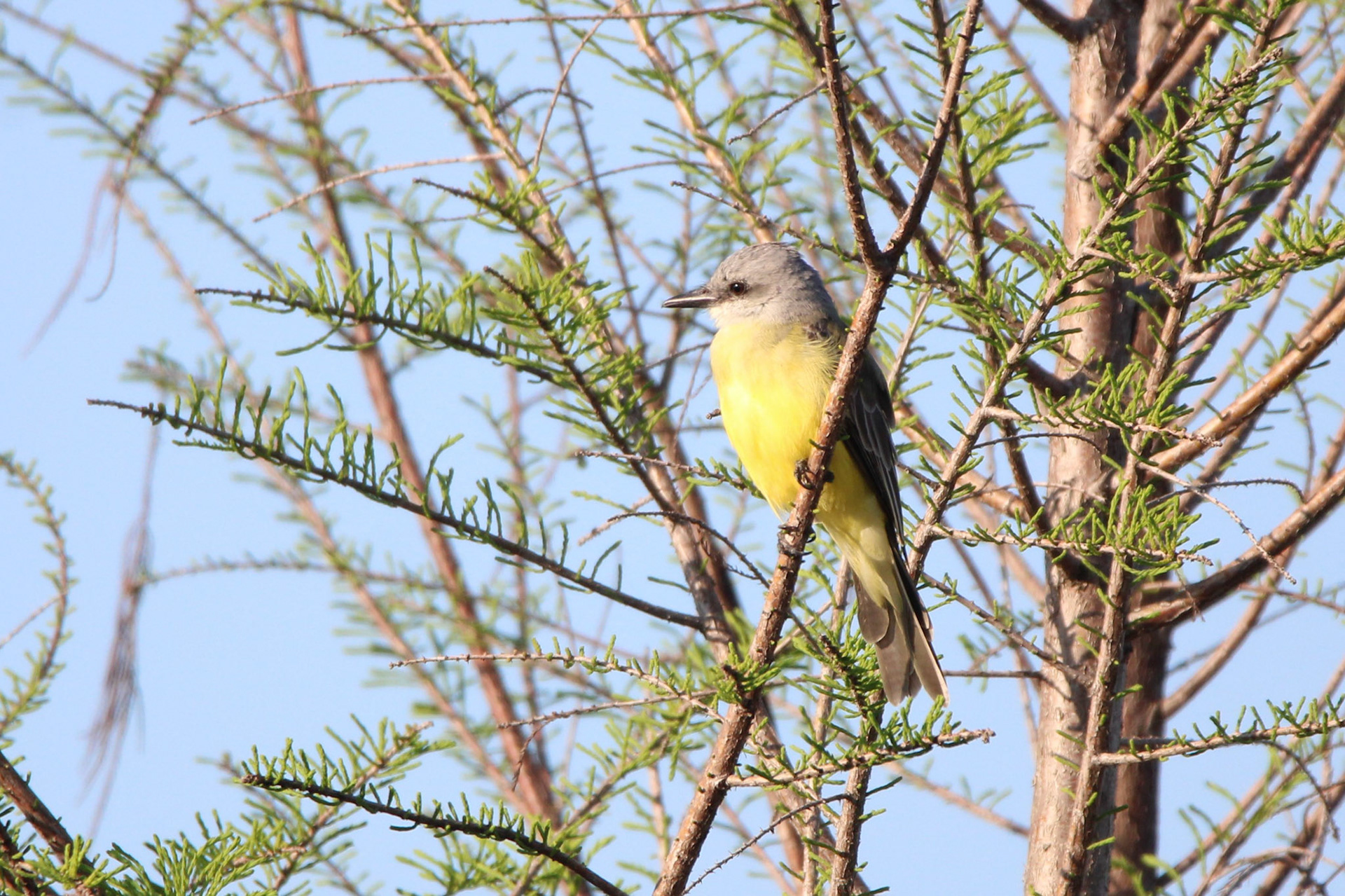 Tropical Kingbird - Holey Land Wildlife Management Area