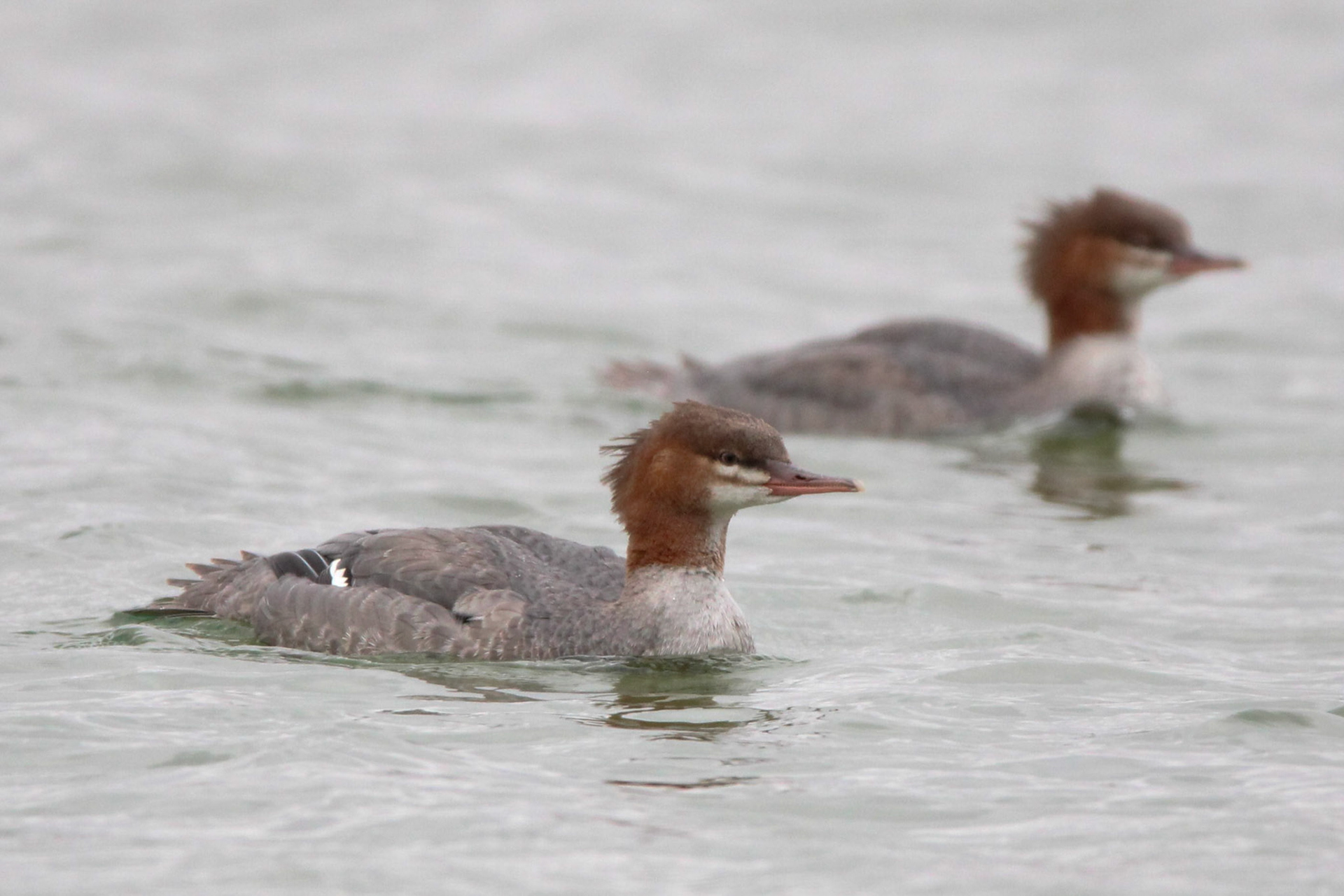 Common Merganser