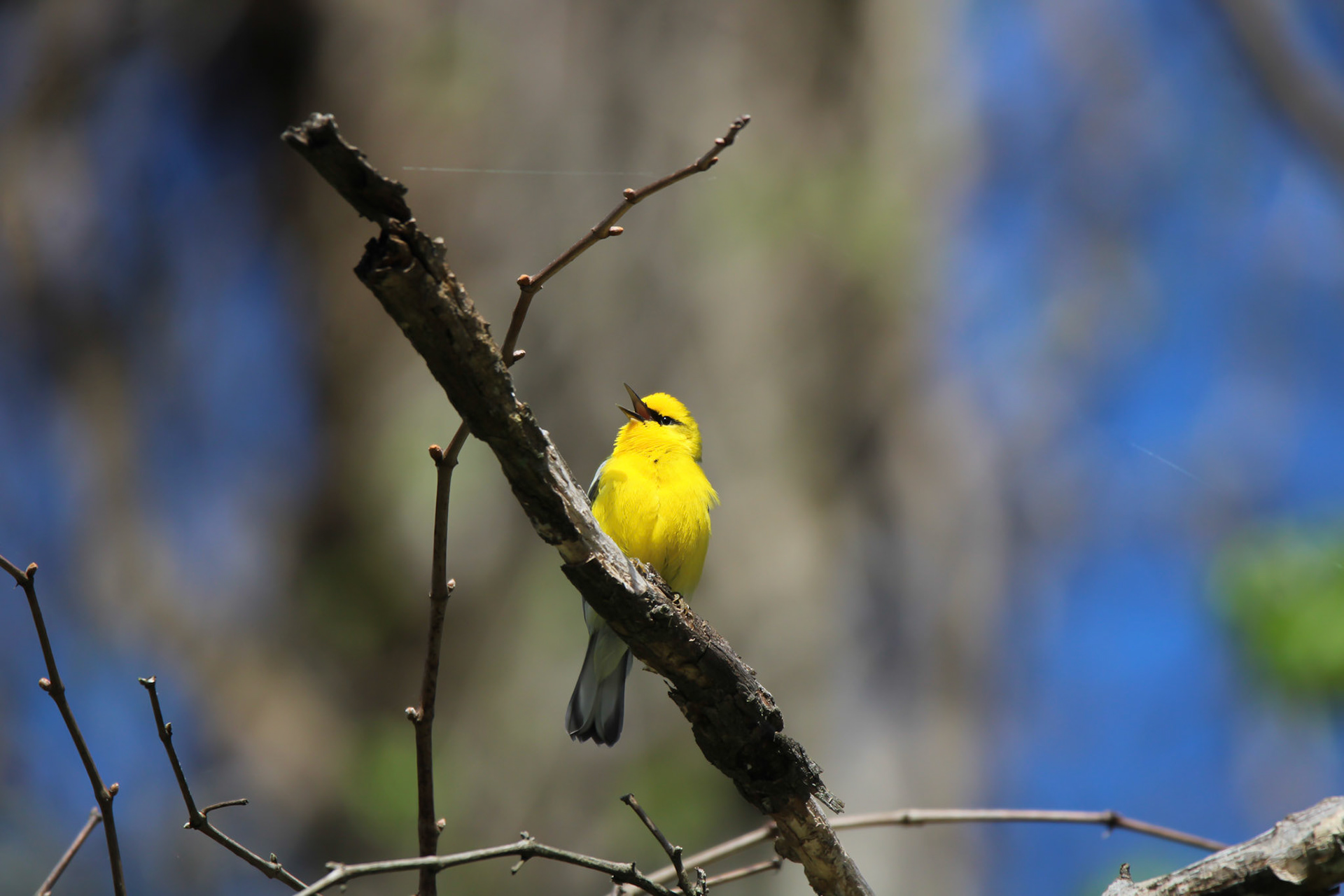 Blue-winged Warbler
