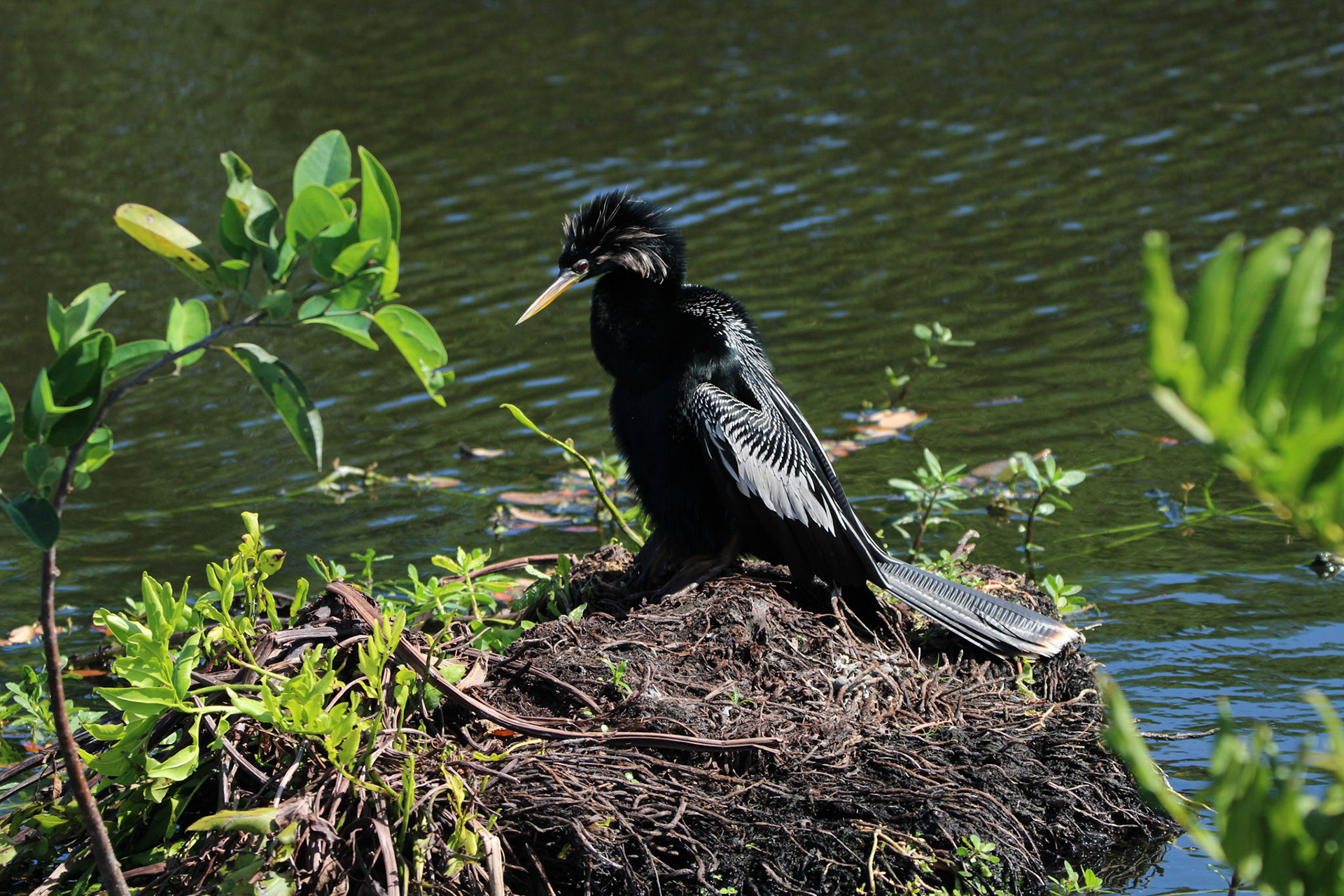 Anhinga - Wakodahatchee Wetlands
