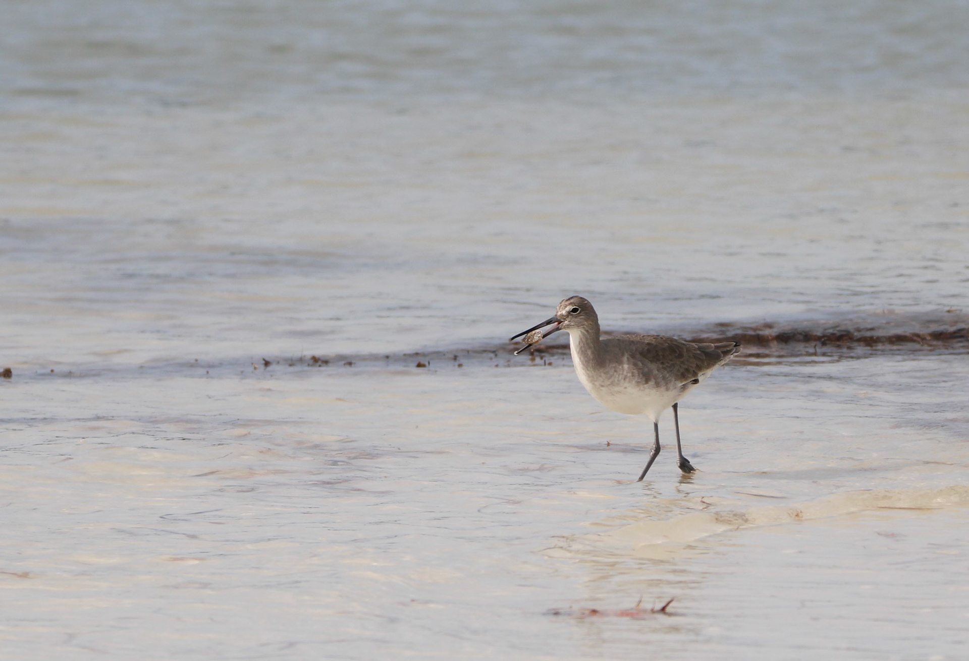 Willet
