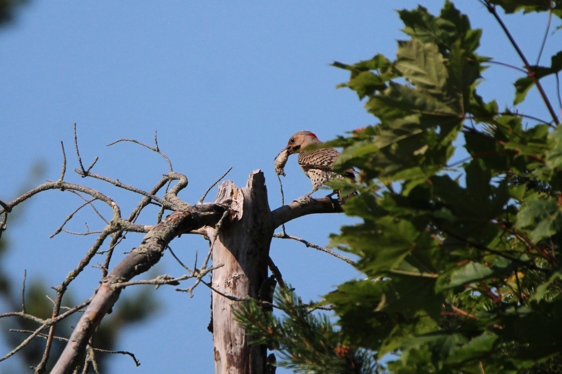 Northern Flicker