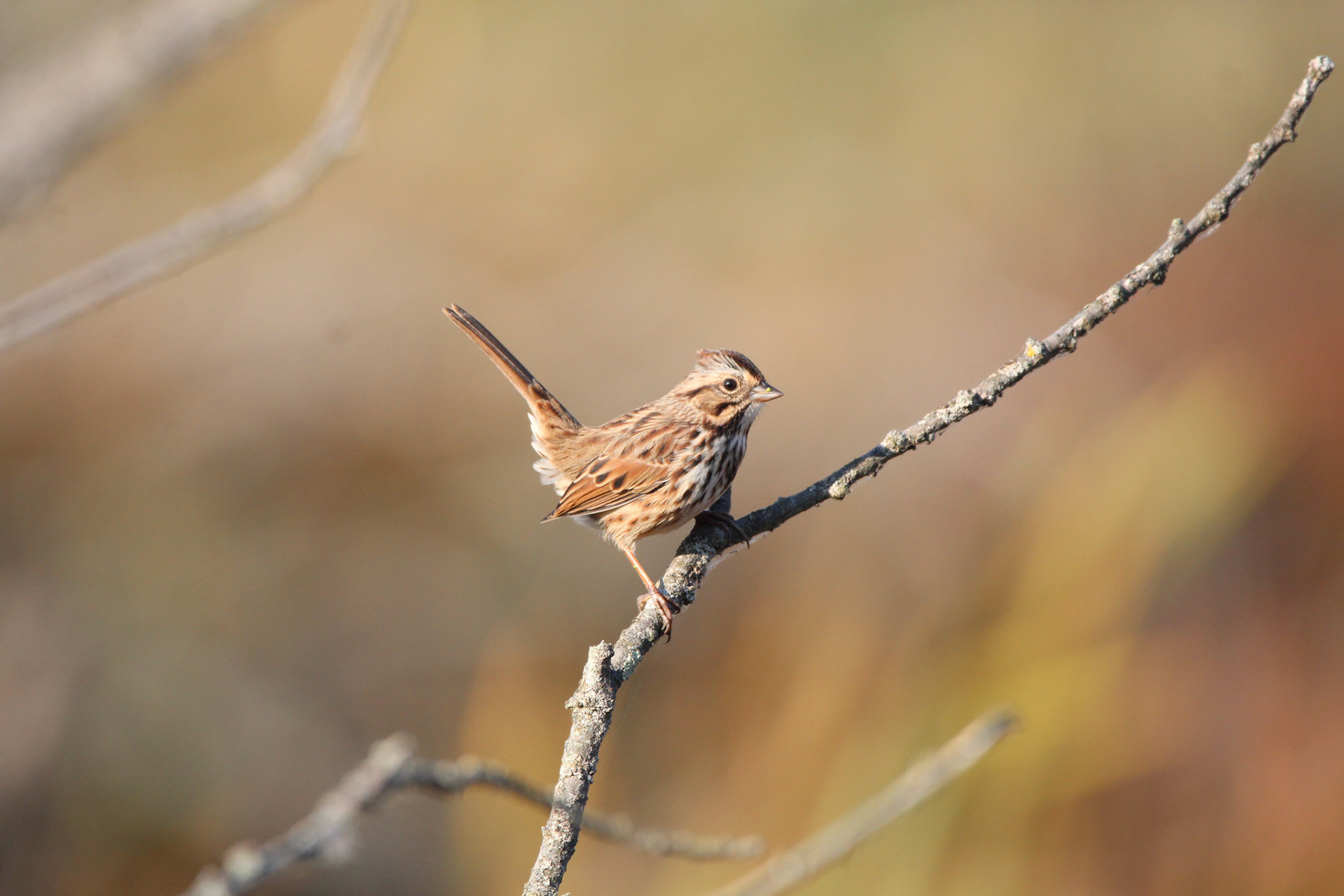 Song Sparrow