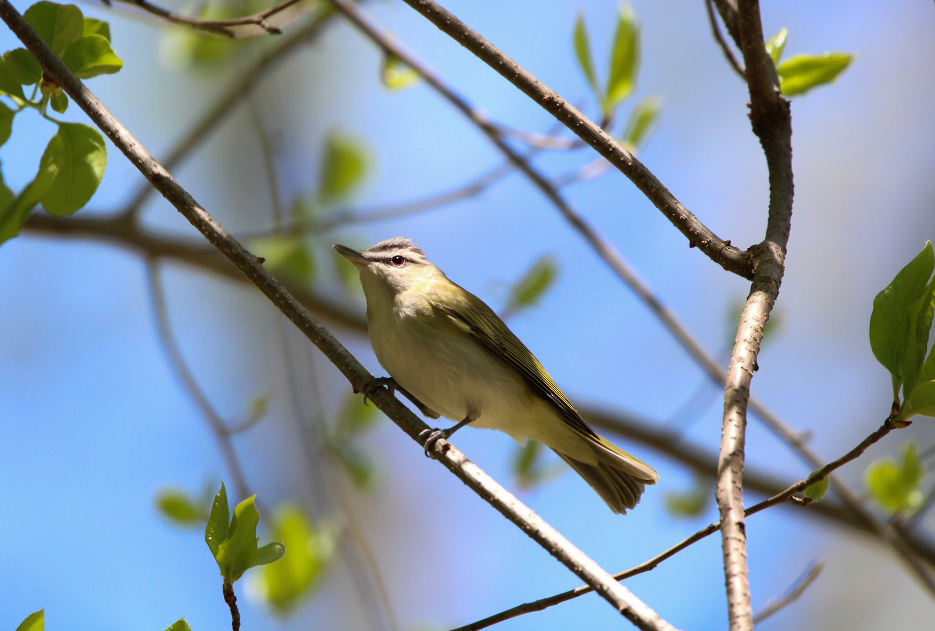 Red-eyed Vireo