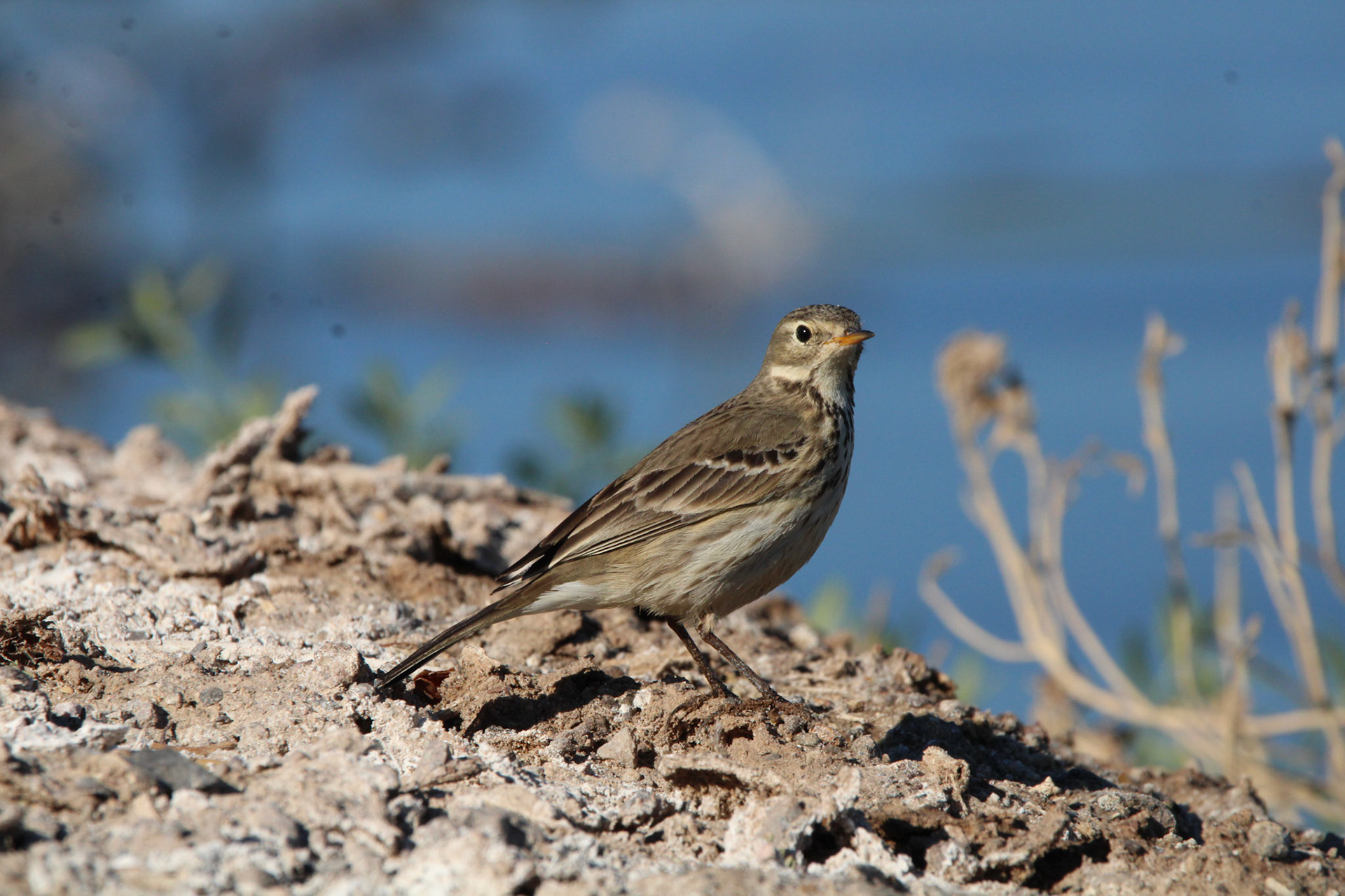American Pipit