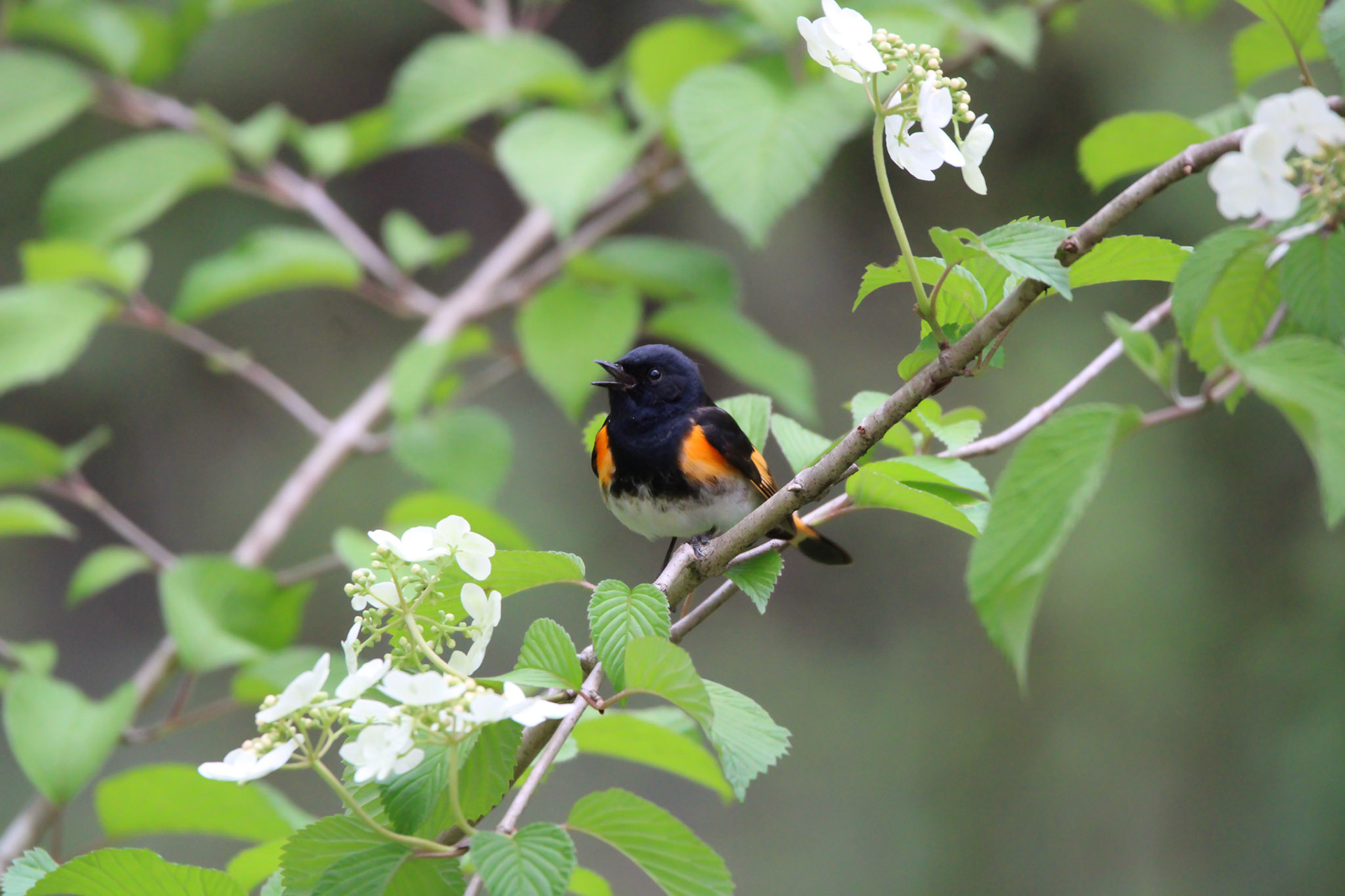 American Redstart