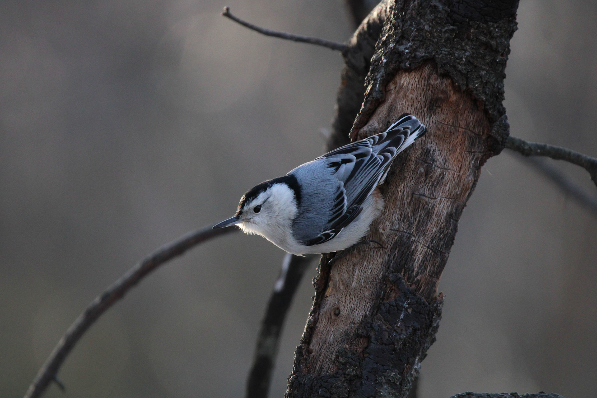 White-breasted Nuthatch