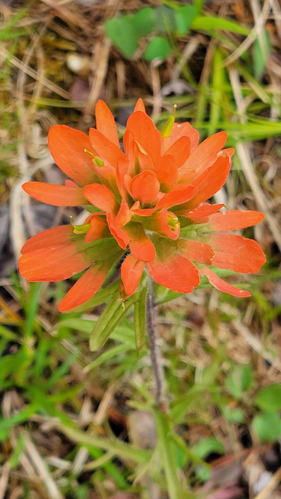 Indian Paintbrush