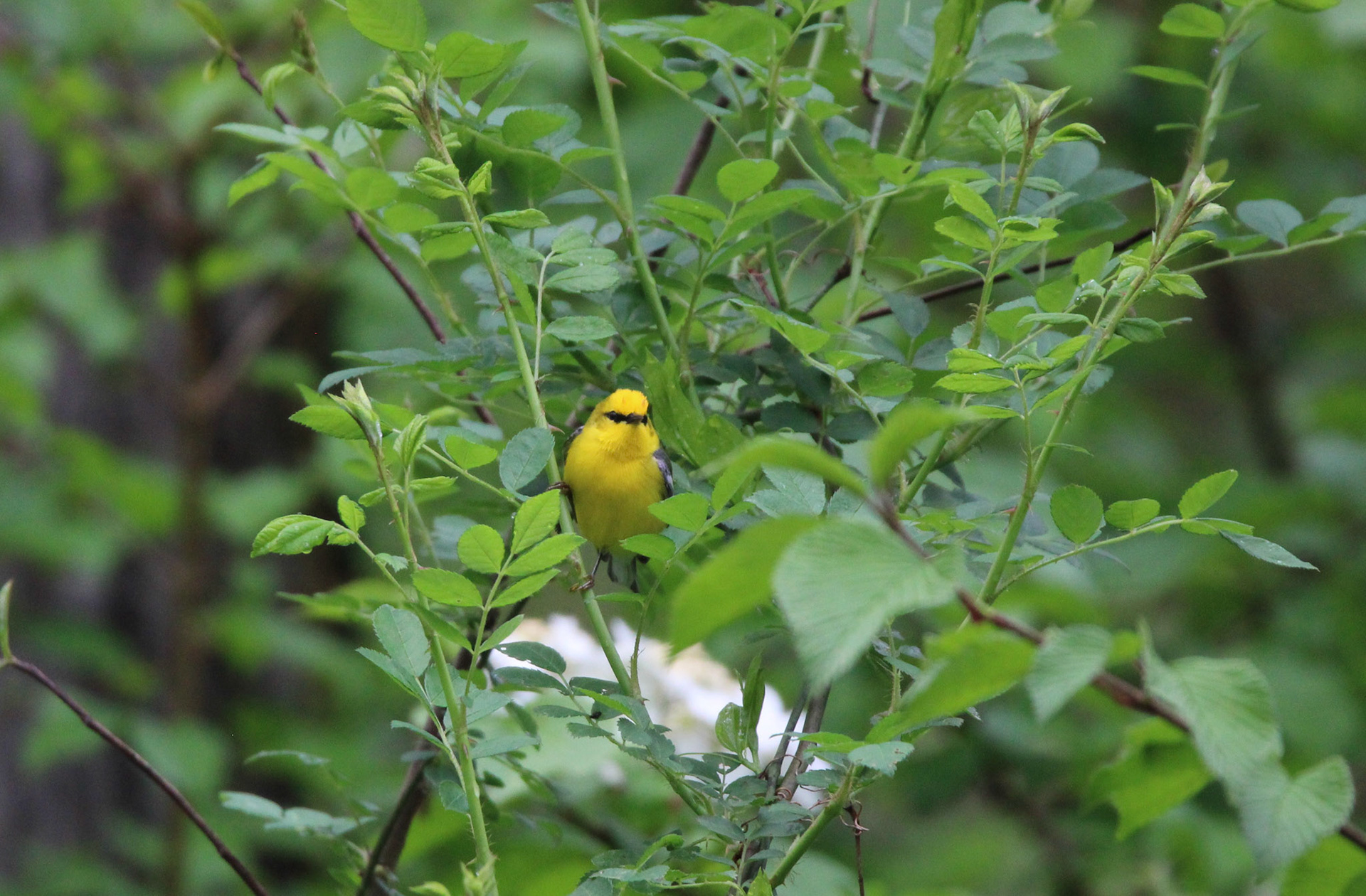 Blue-winged Warbler