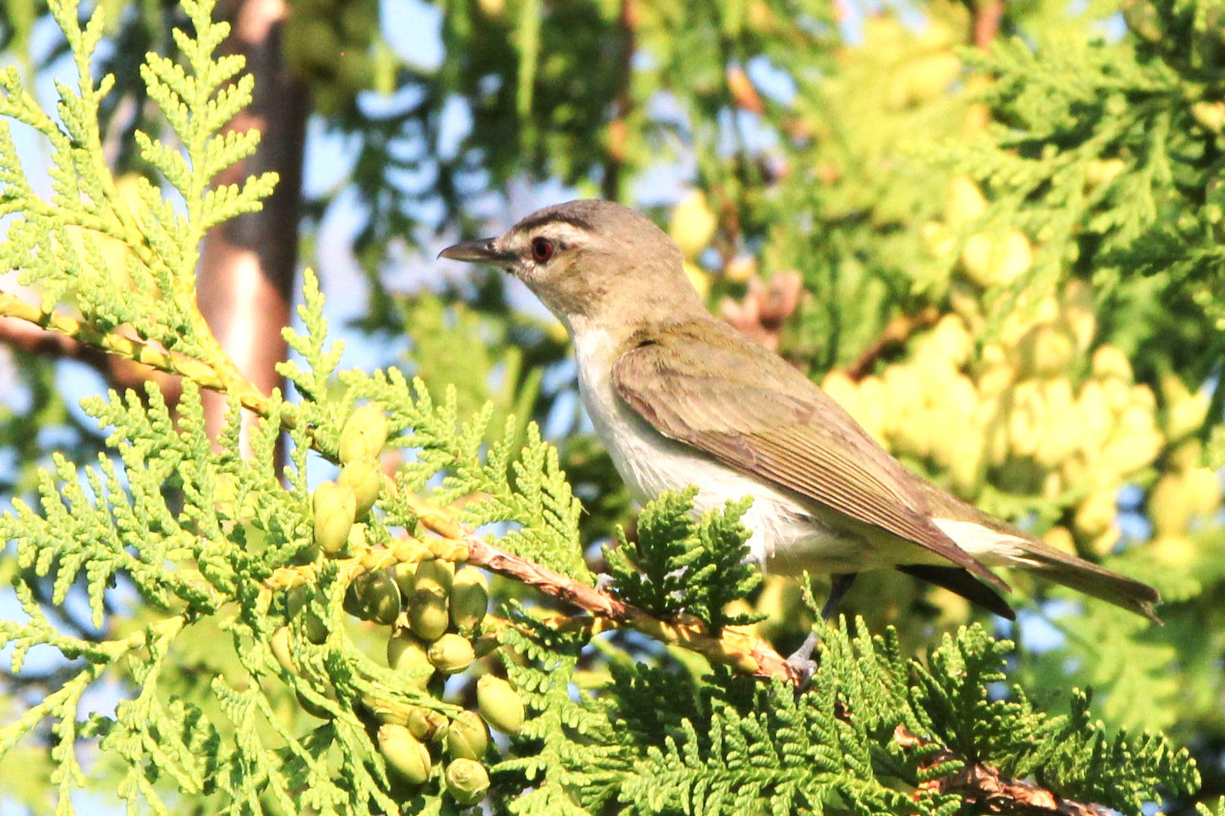 Red-eyed Vireo