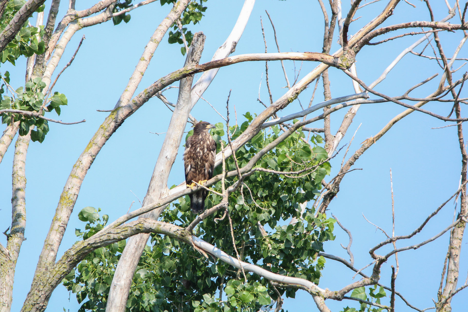 Bald Eagle - Sterling State Park