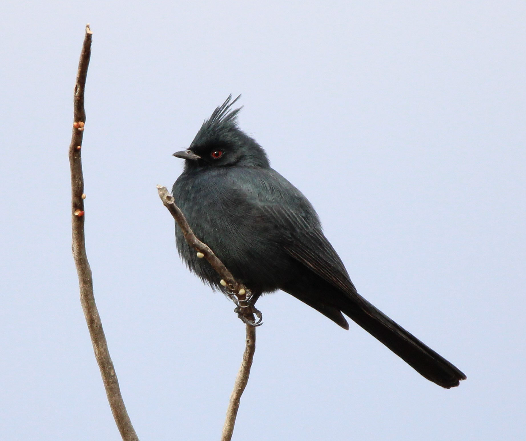 Phainopepla